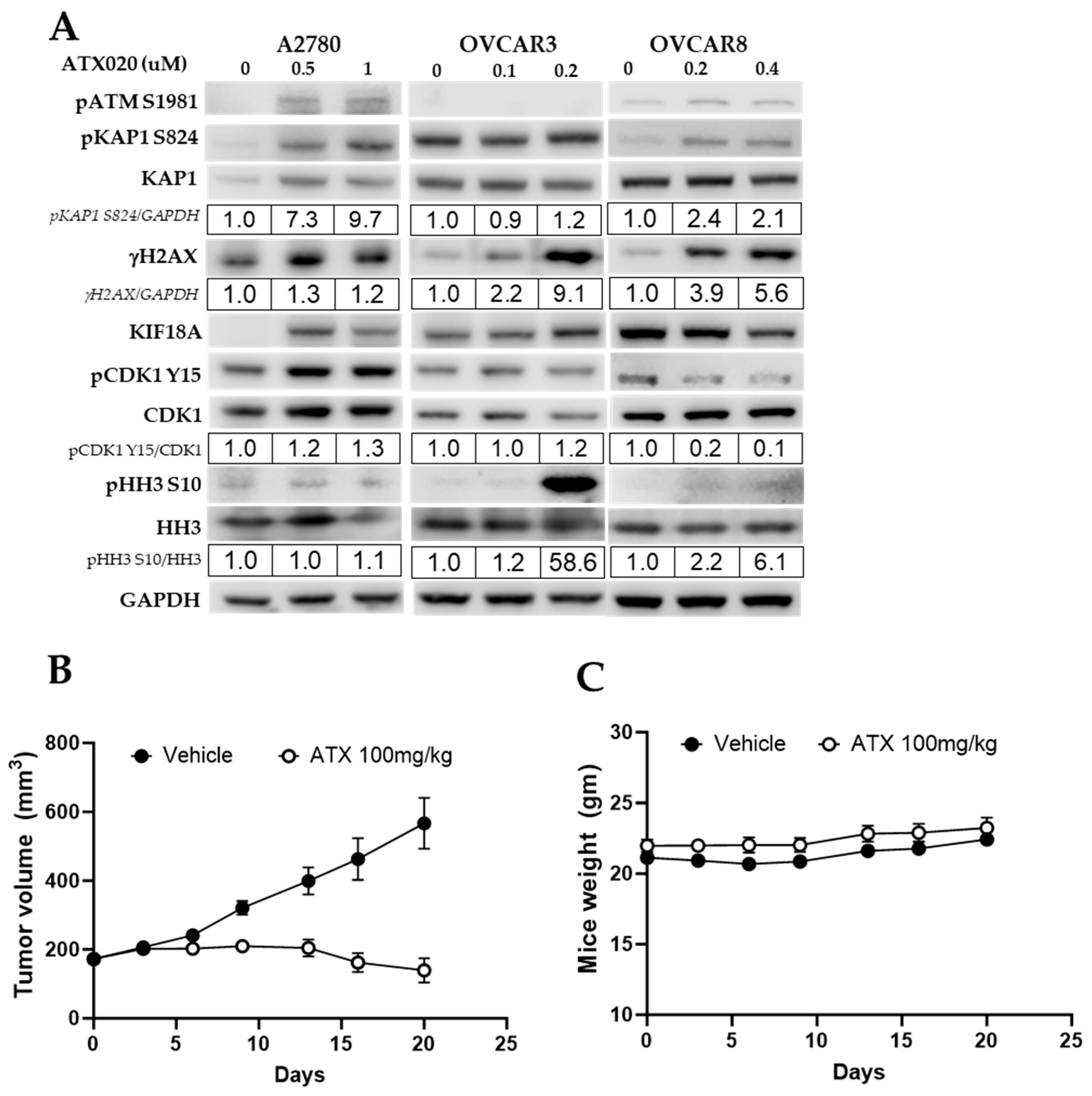 Cells 14 01863 g004