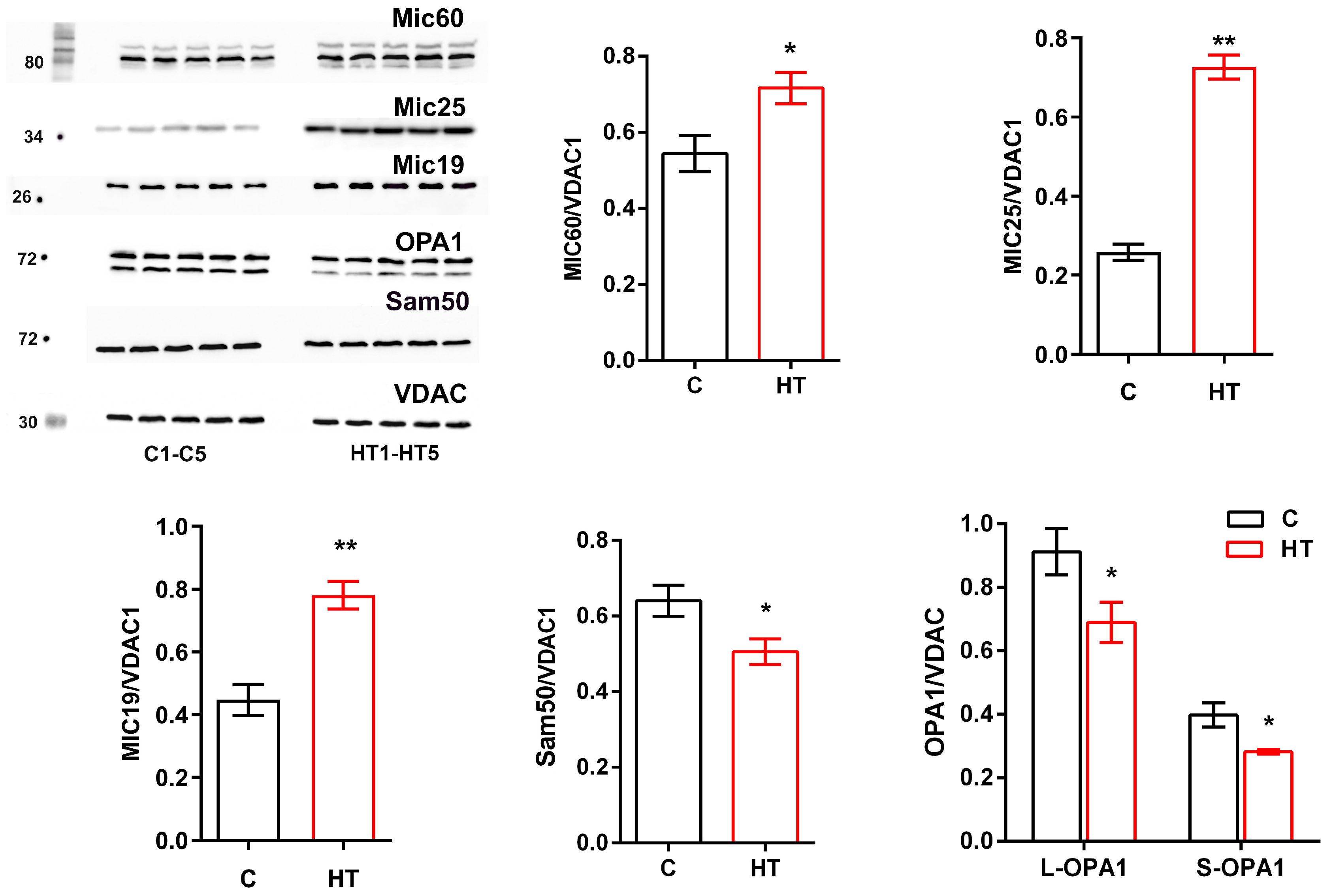 Cells 14 01877 g003 Cells 14 01877 g003