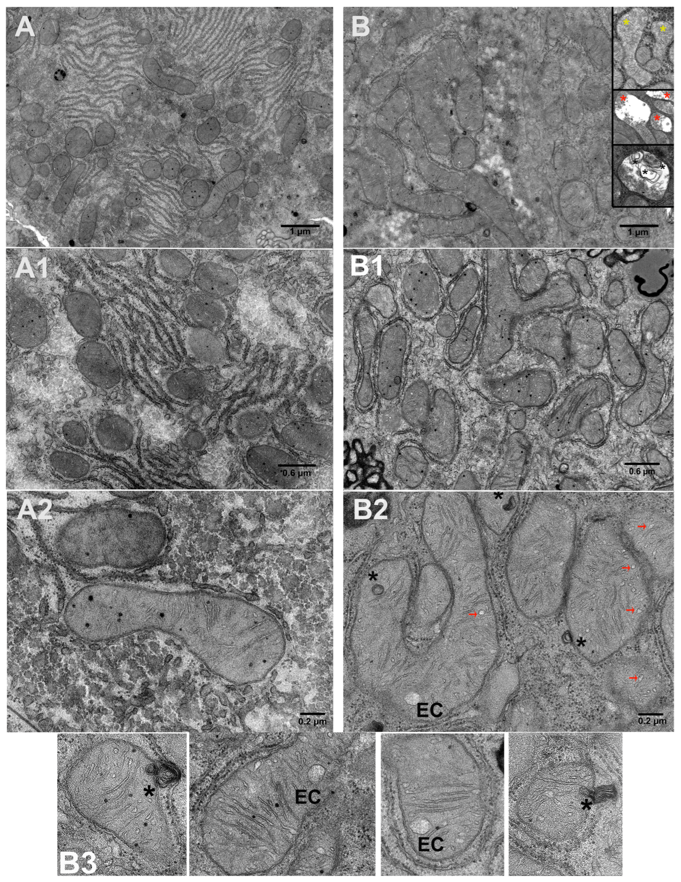 Cells 14 01877 g004 Cells 14 01877 g004