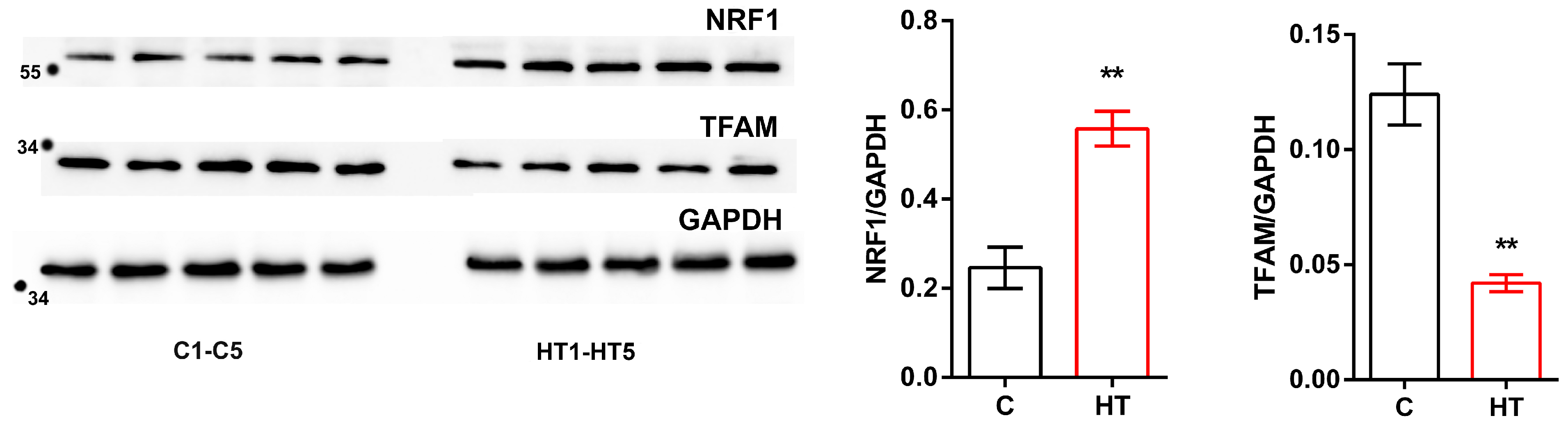 Cells 14 01877 g005 Cells 14 01877 g005