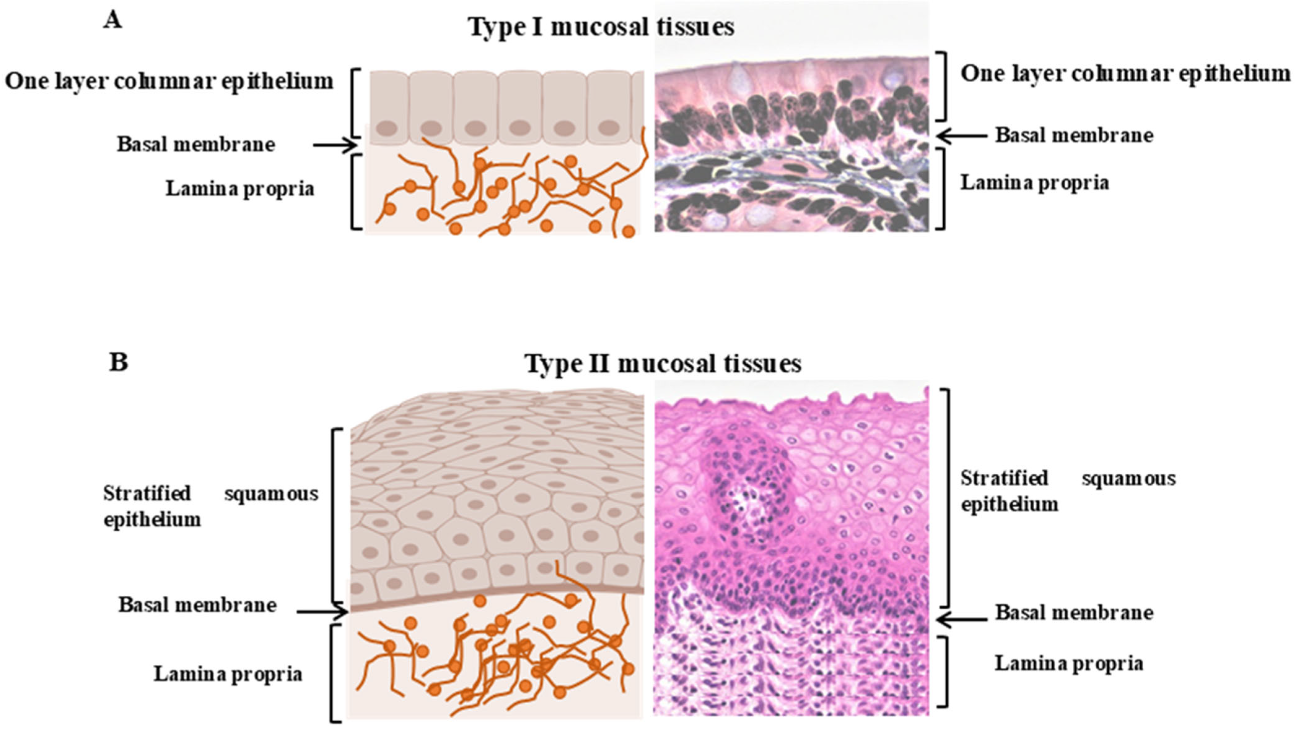 Cells 14 01884 g001 Cells 14 01884 g001
