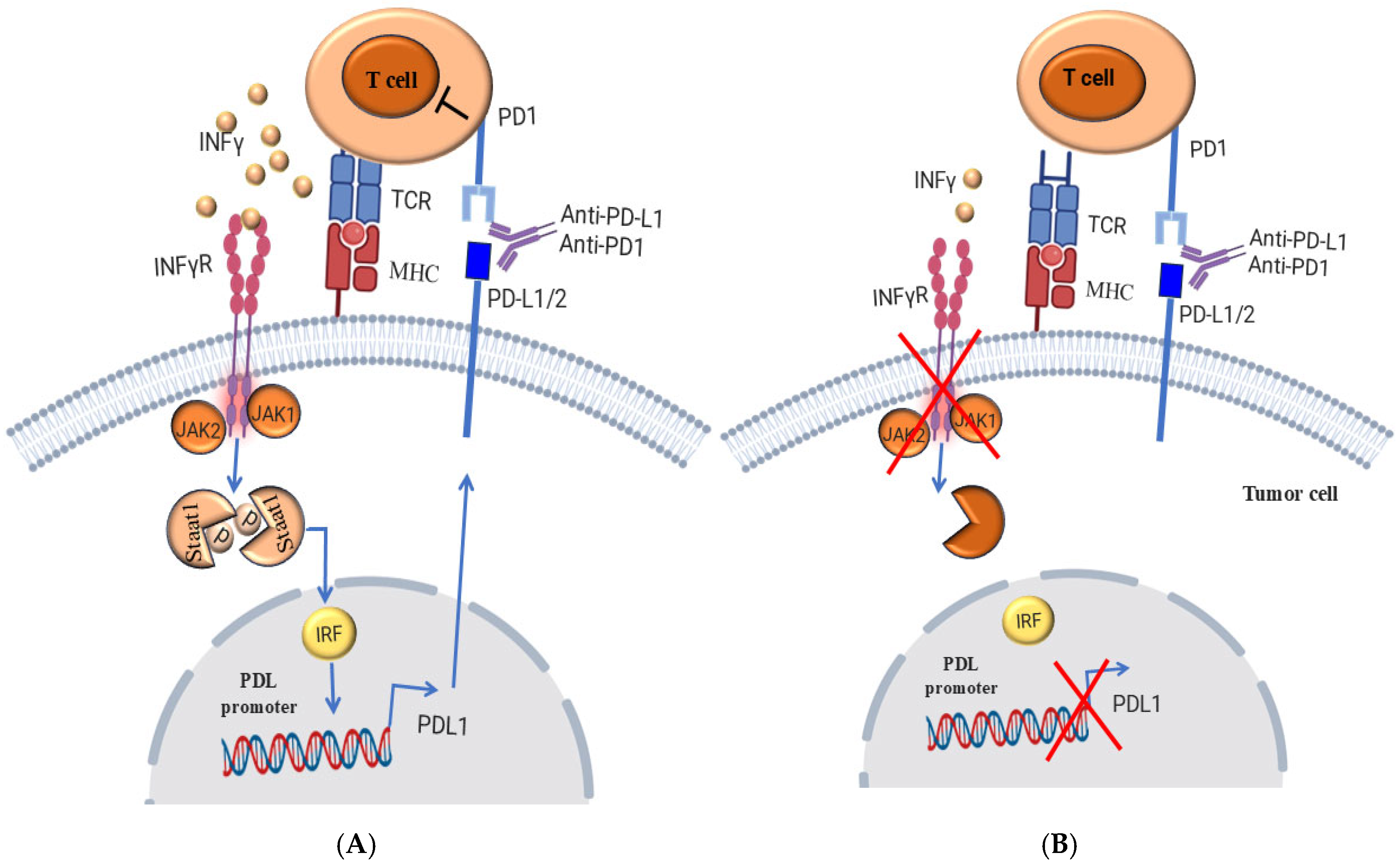 Cells 14 01884 g004 Cells 14 01884 g004