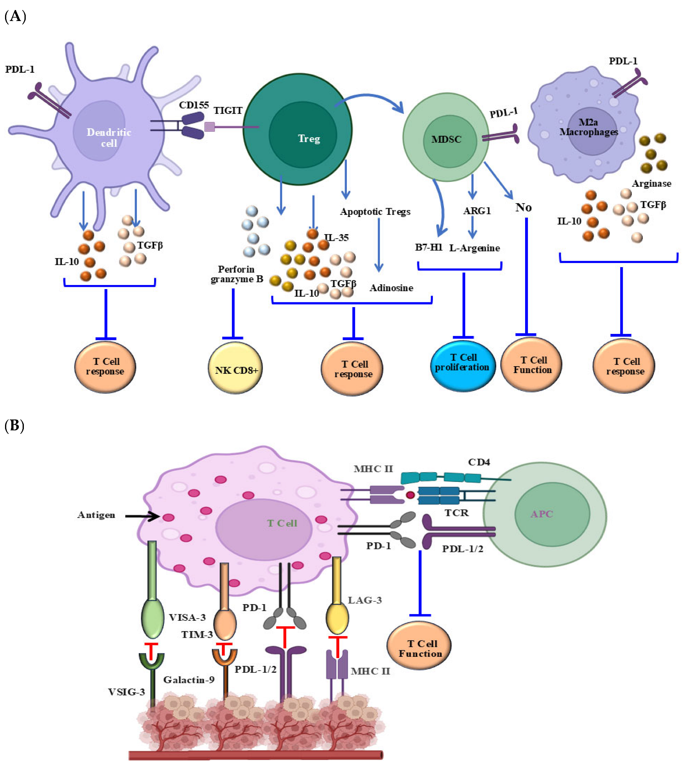 Cells 14 01884 g005a Cells 14 01884 g005a