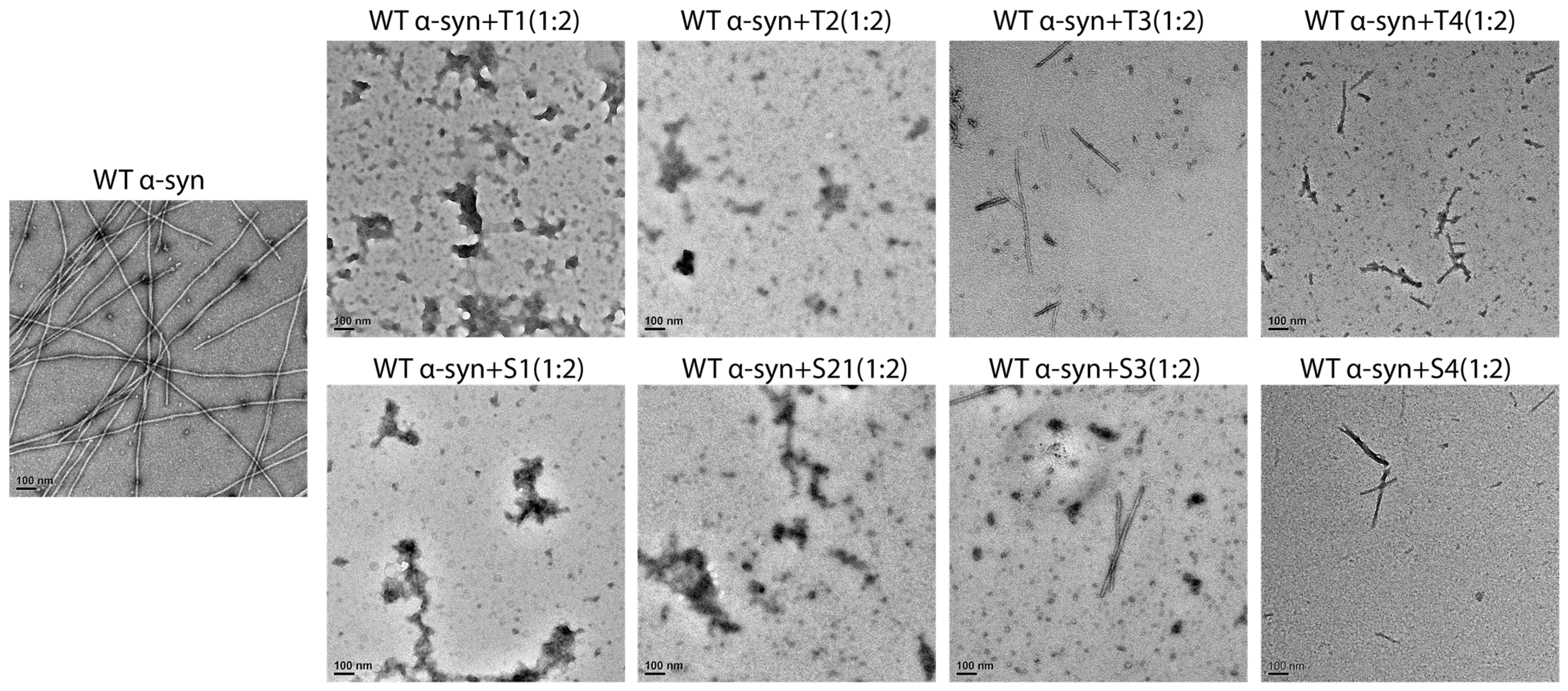 Cells 14 01921 g004 Cells 14 01921 g004