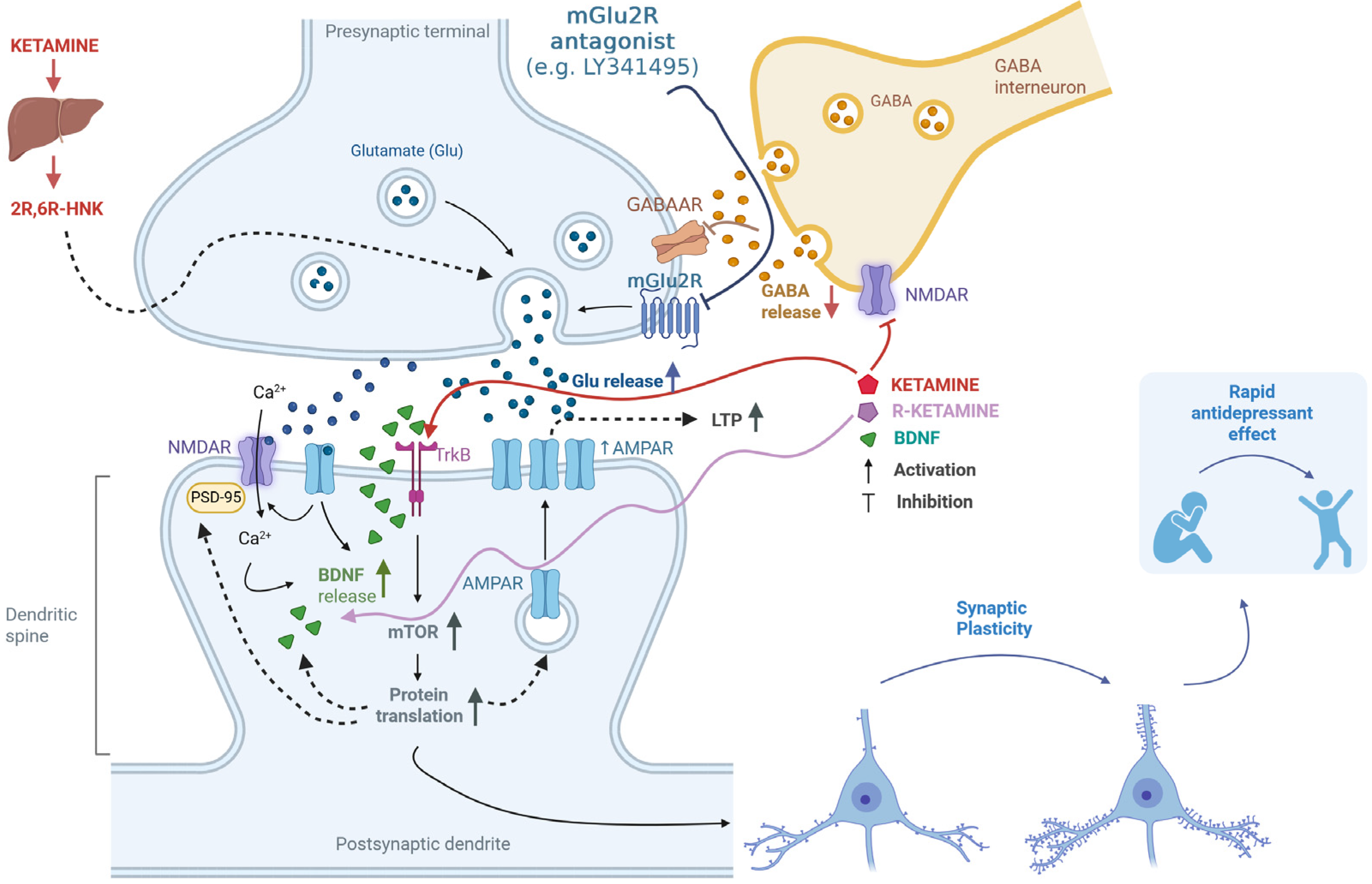 Cells 14 01967 g001 Cells 14 01967 g001