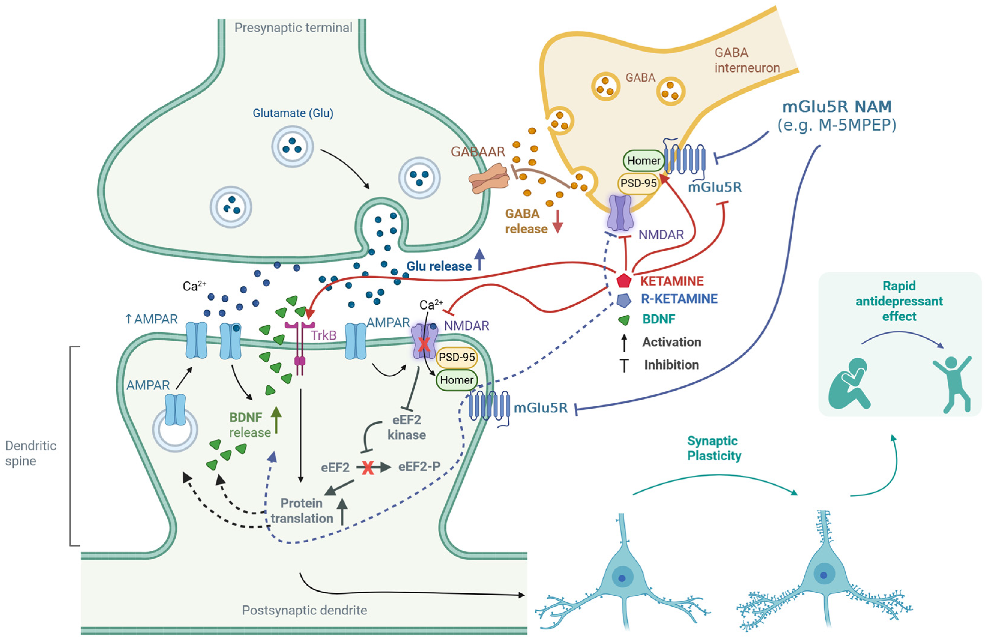 Cells 14 01967 g002 Cells 14 01967 g002
