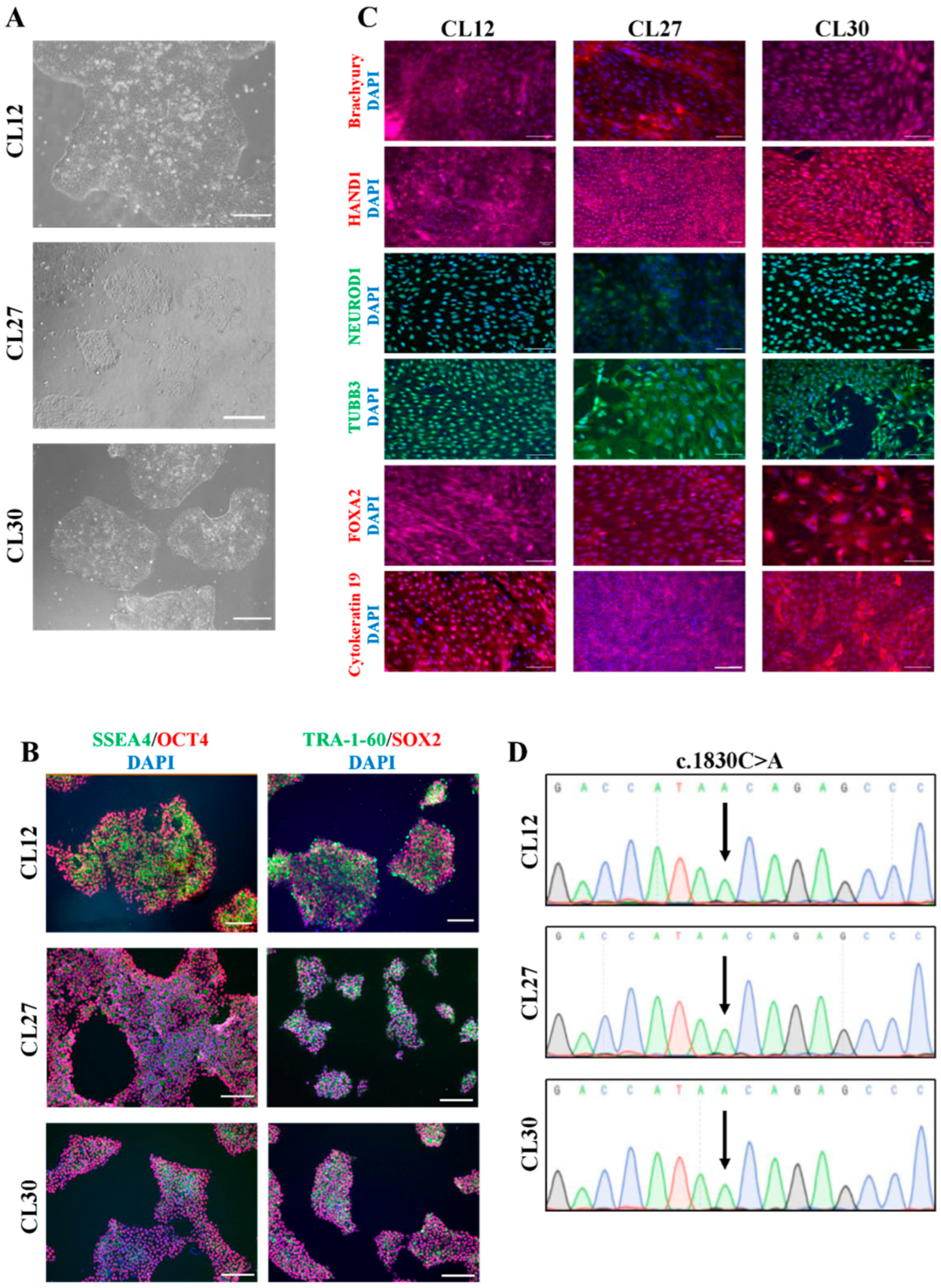Cells 14 01985 g001 Cells 14 01985 g001