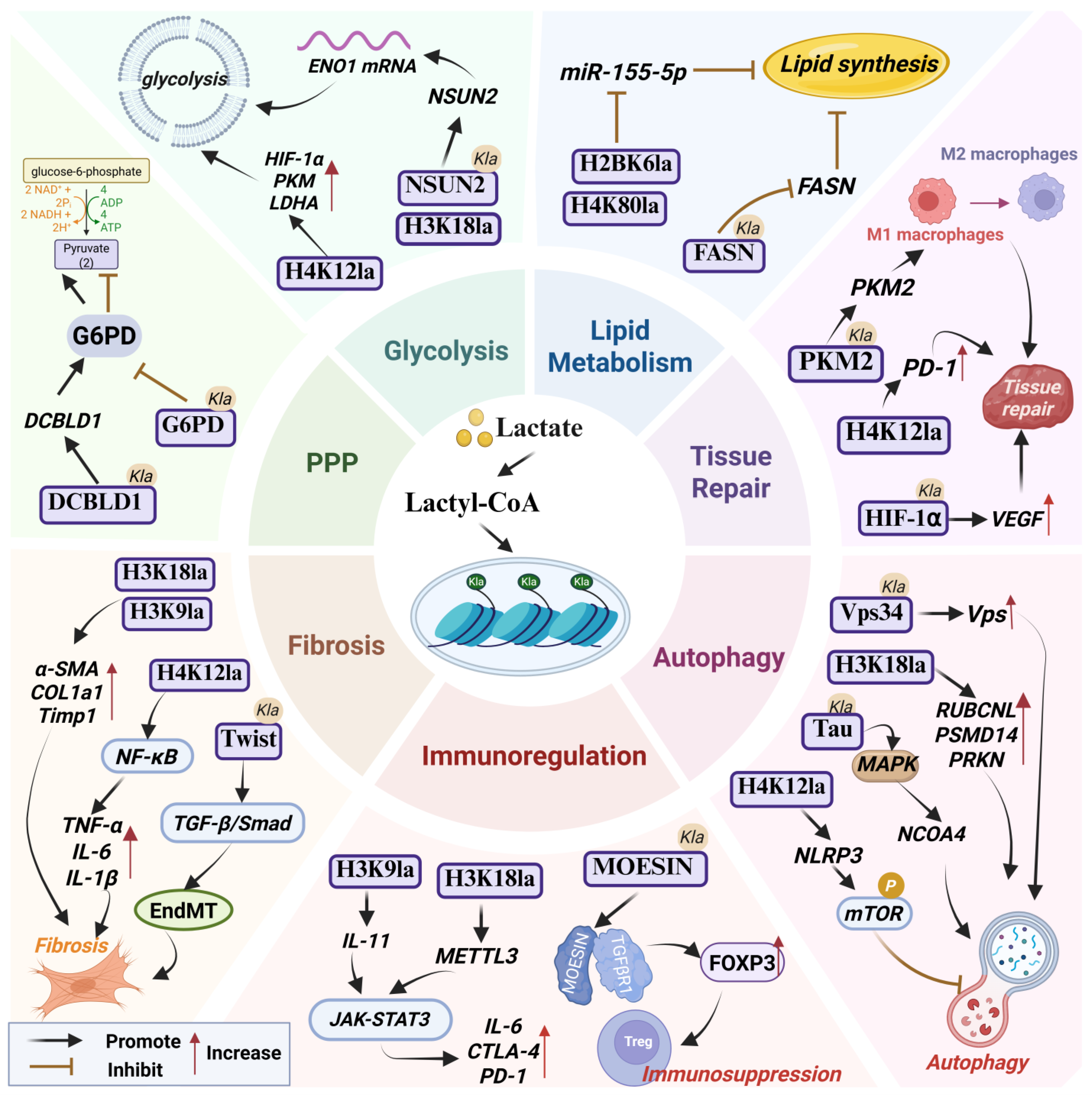 Cells 14 01987 g001 Cells 14 01987 g001