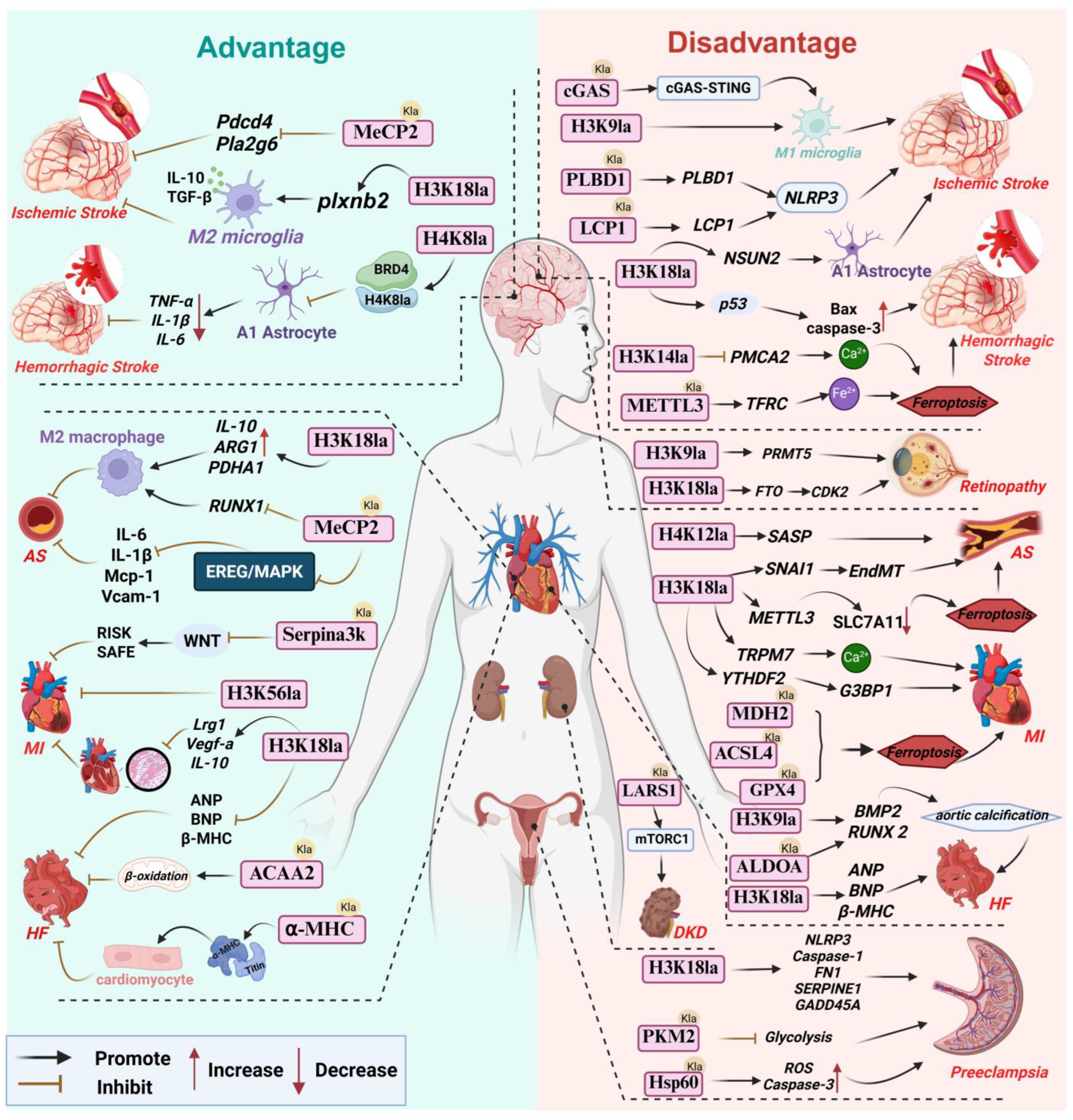 Cells 14 01987 g002 Cells 14 01987 g002