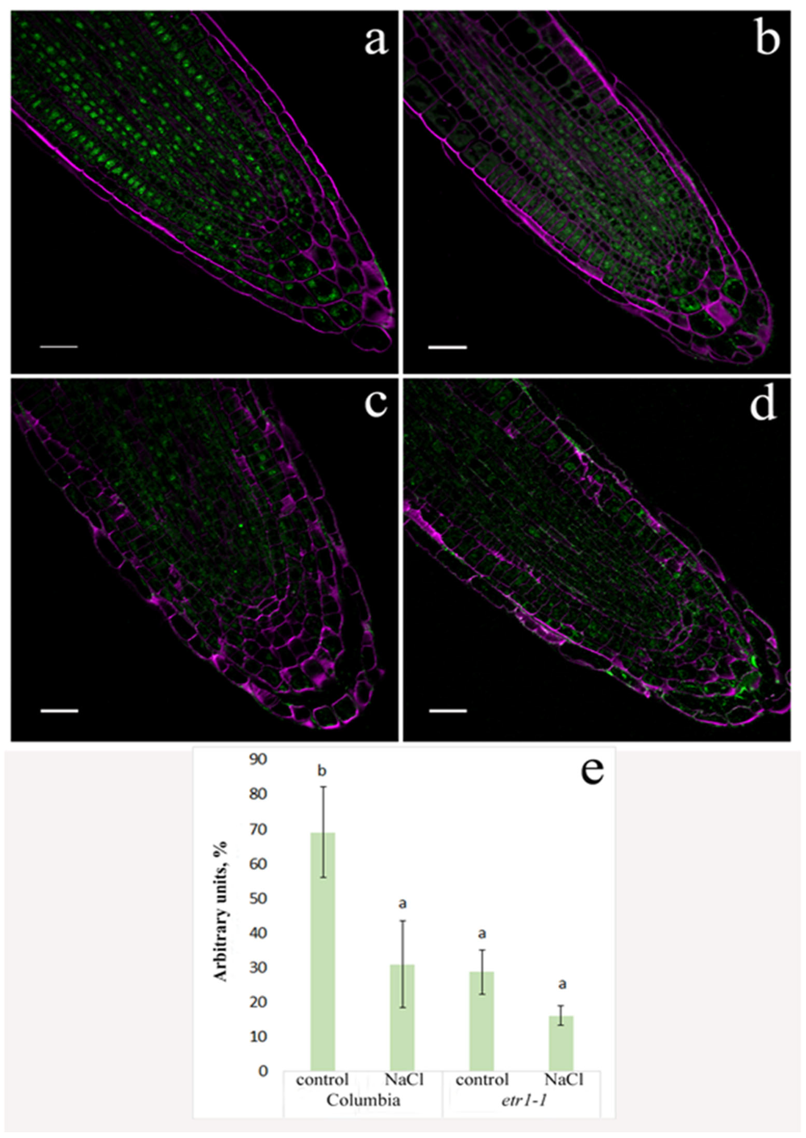 Cells 14 02003 g004 Cells 14 02003 g004