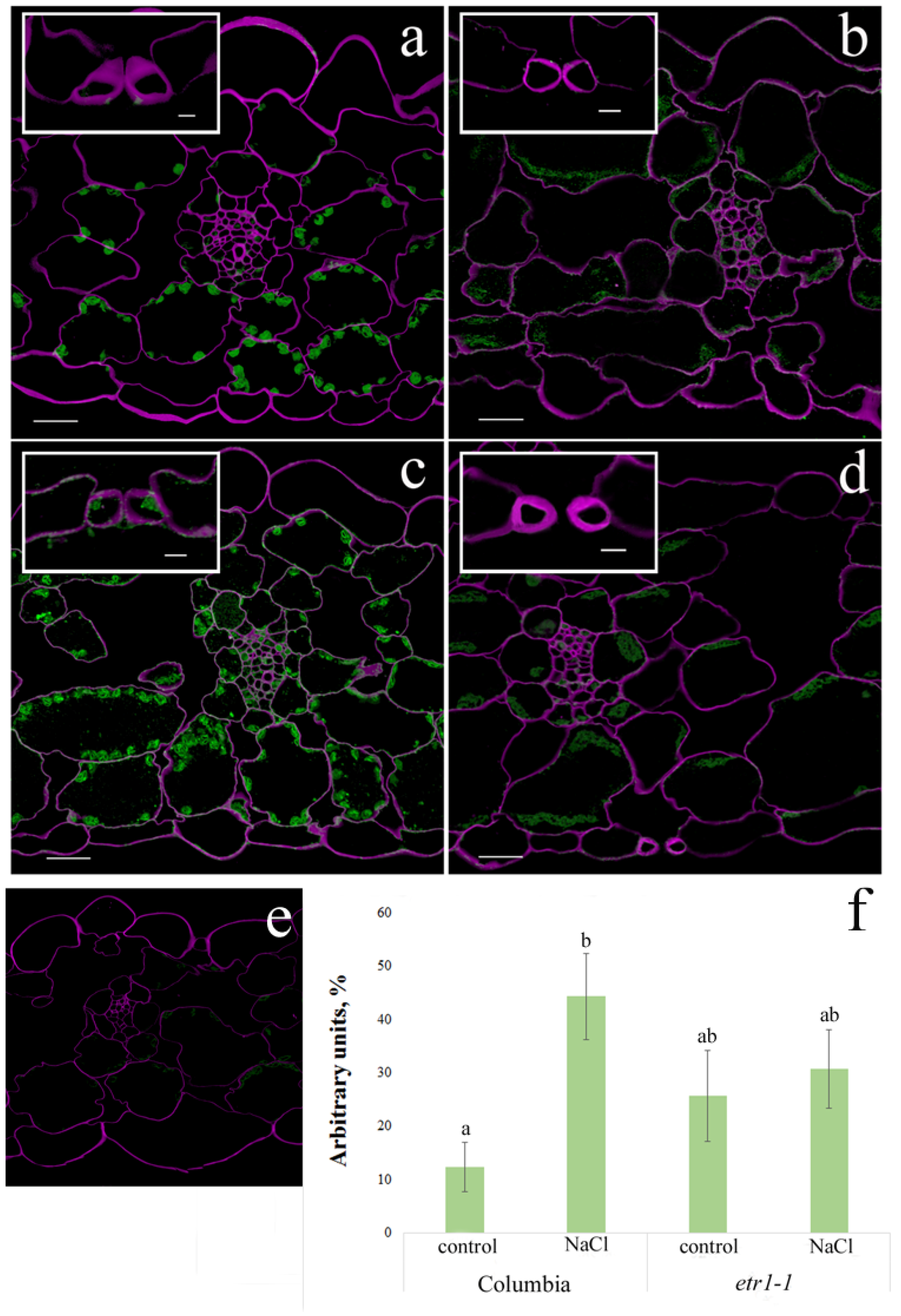 Cells 14 02003 g005 Cells 14 02003 g005