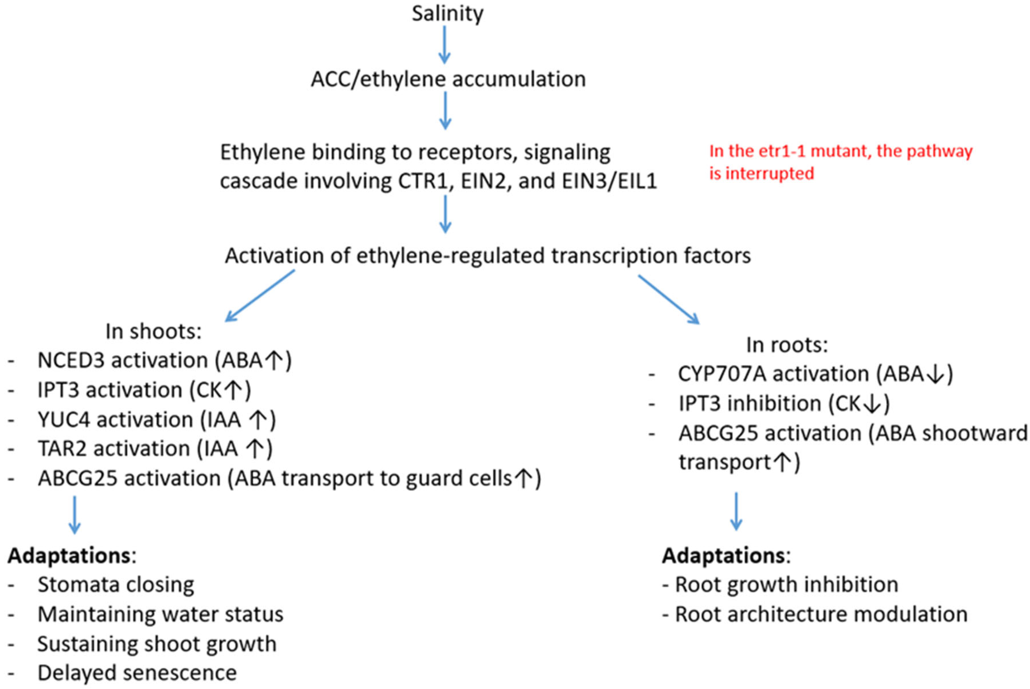 Cells 14 02003 g007 Cells 14 02003 g007