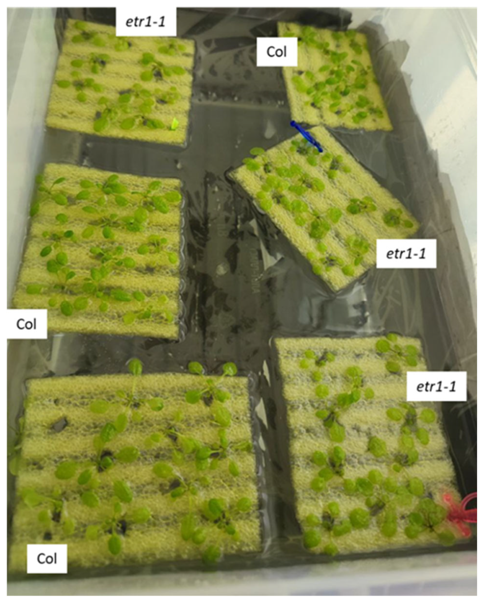 Cells 14 02003 g0a1 Cells 14 02003 g0a1