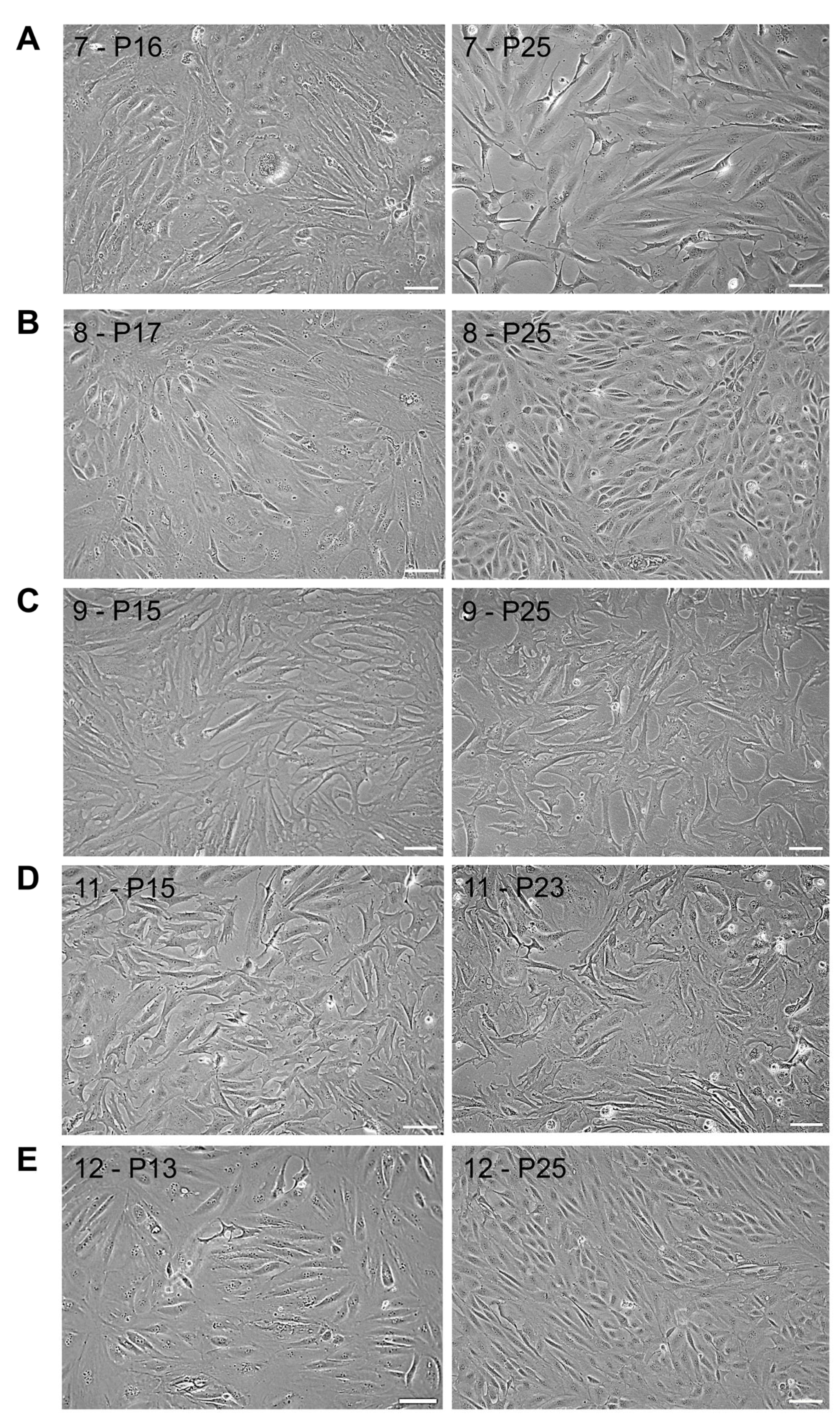 Cells 14 02004 g001