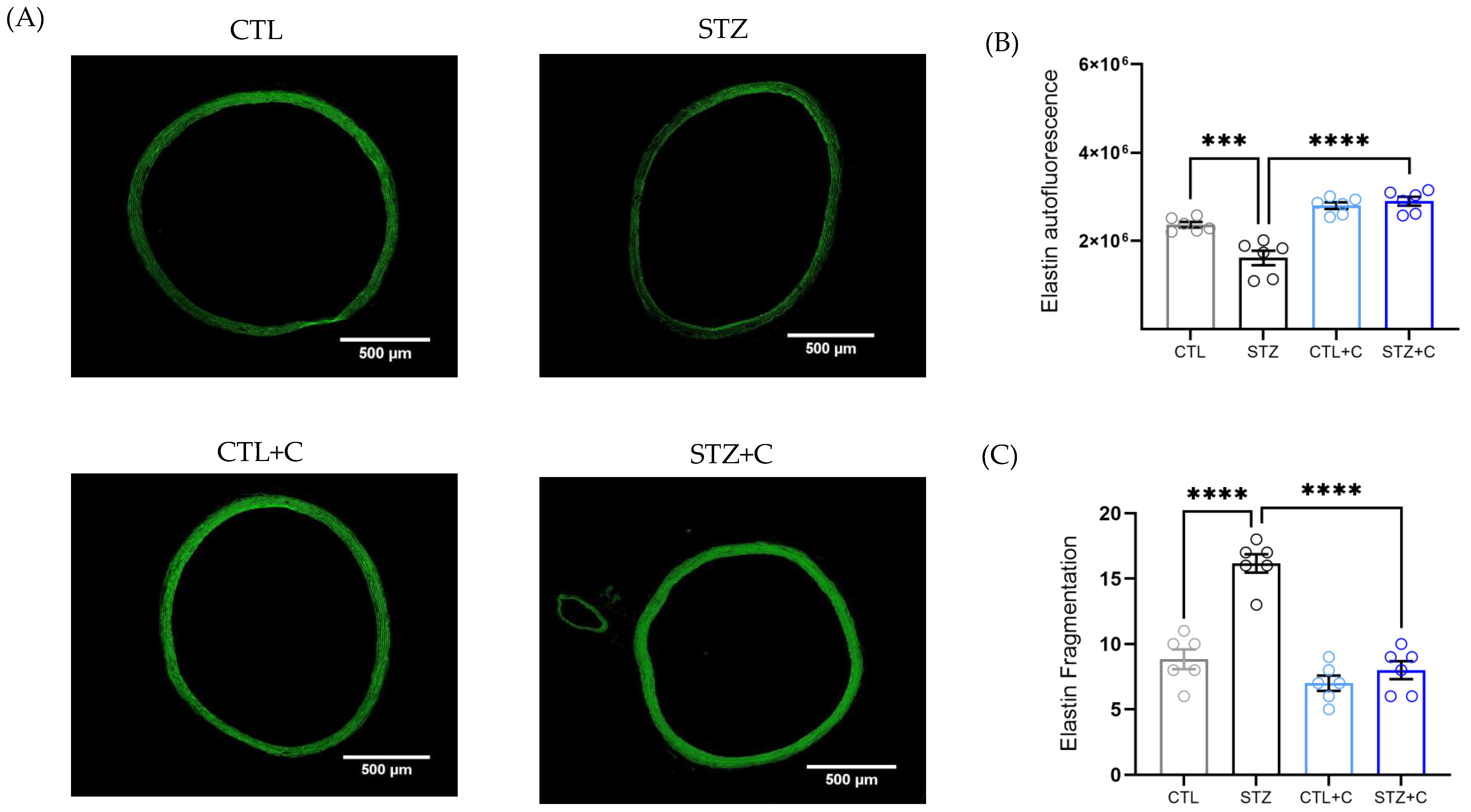 Cells 14 02015 g006a
