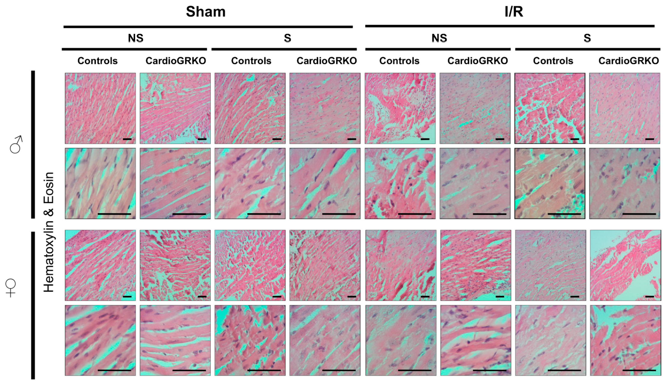 Cells 14 02017 g004 Cells 14 02017 g004