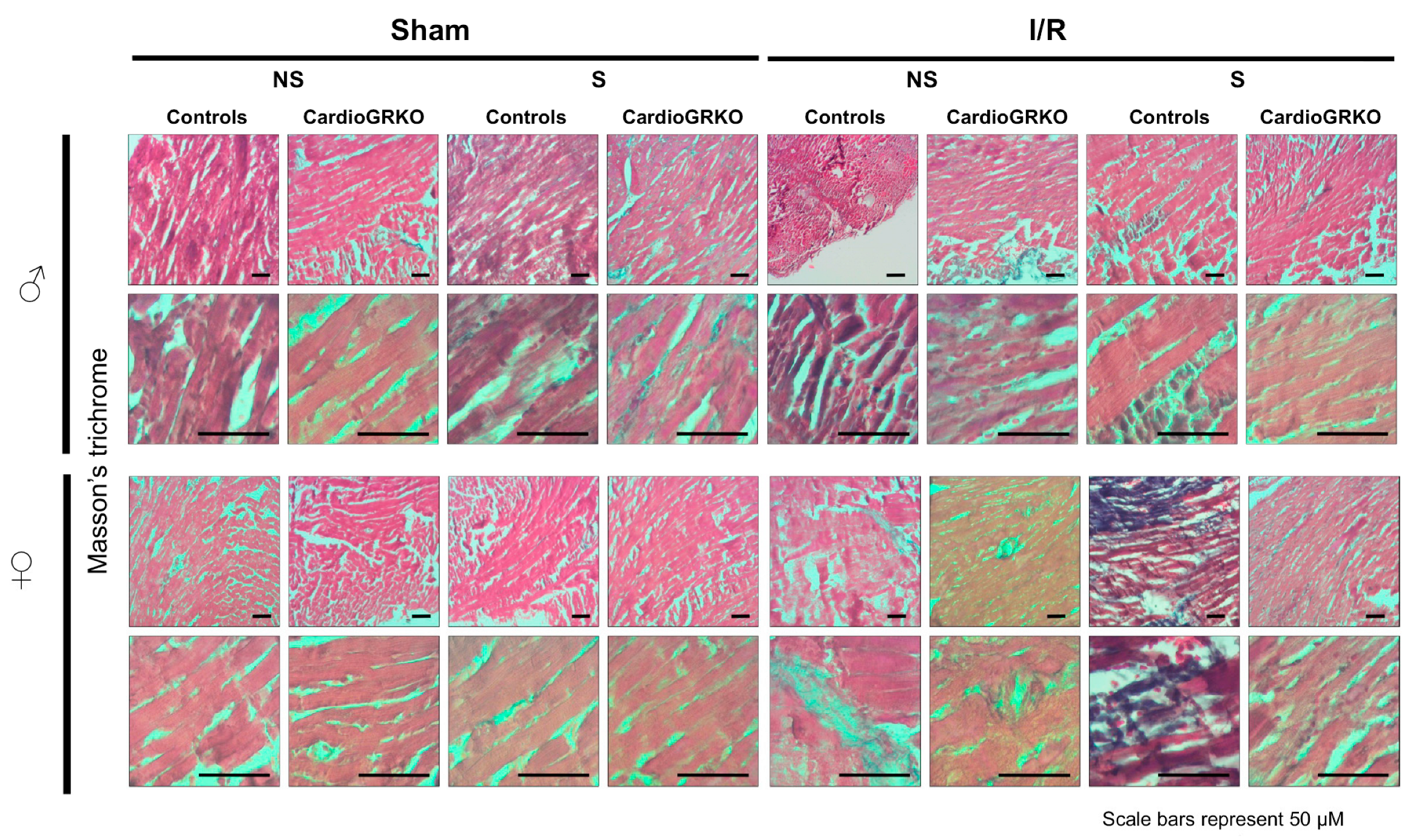 Cells 14 02017 g005 Cells 14 02017 g005