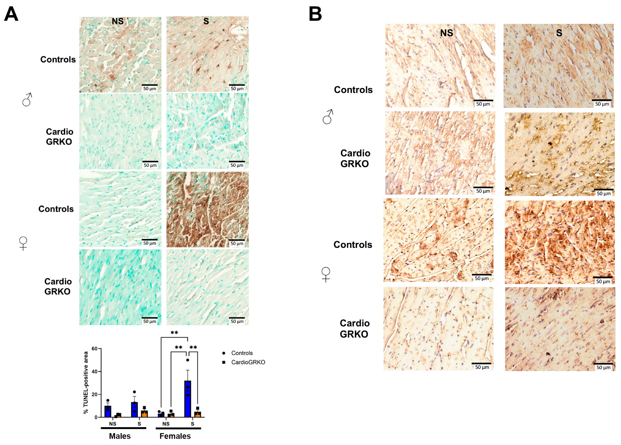 Cells 14 02017 g006 Cells 14 02017 g006