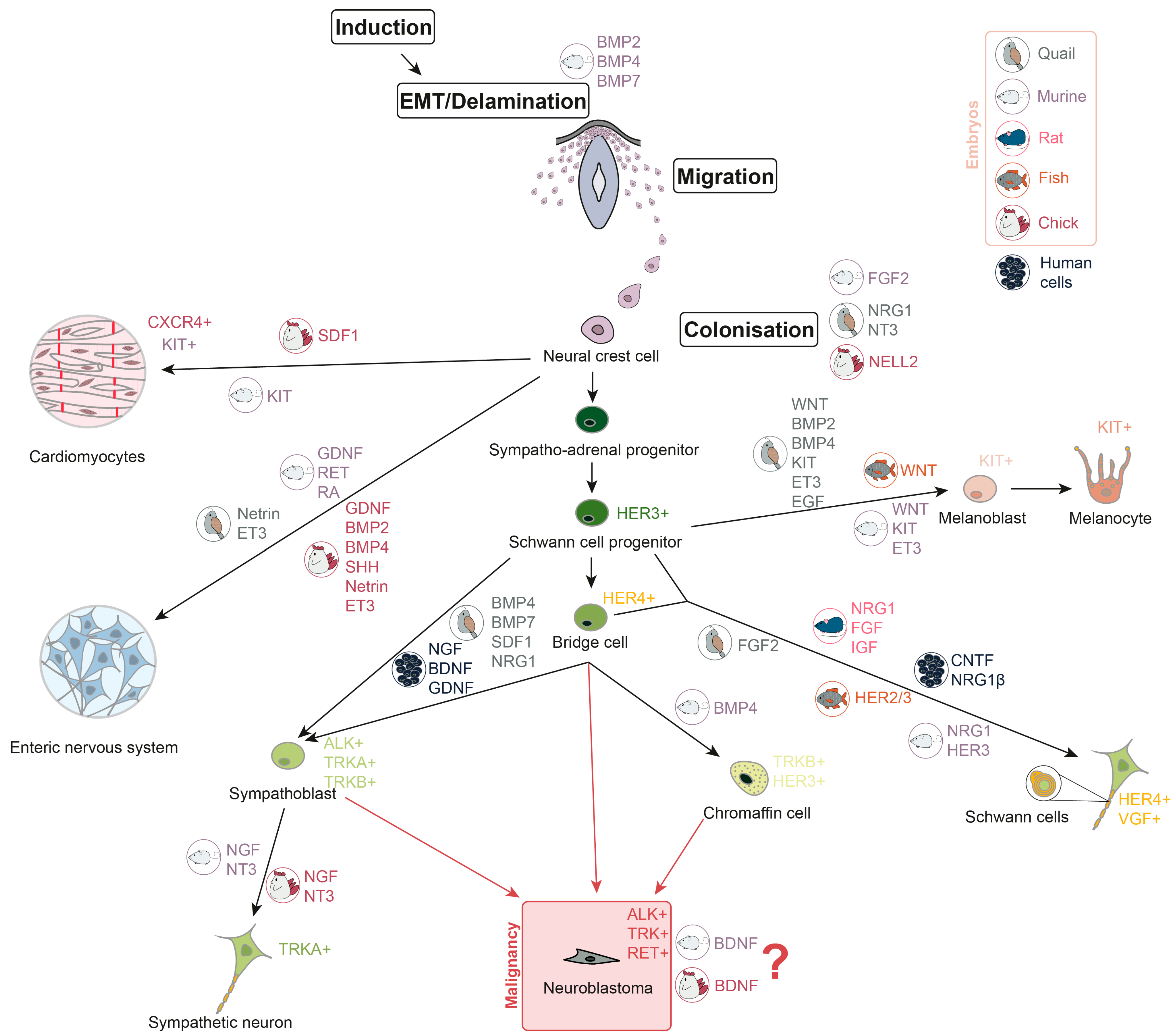 Cells 15 00004 g001 Cells 15 00004 g001