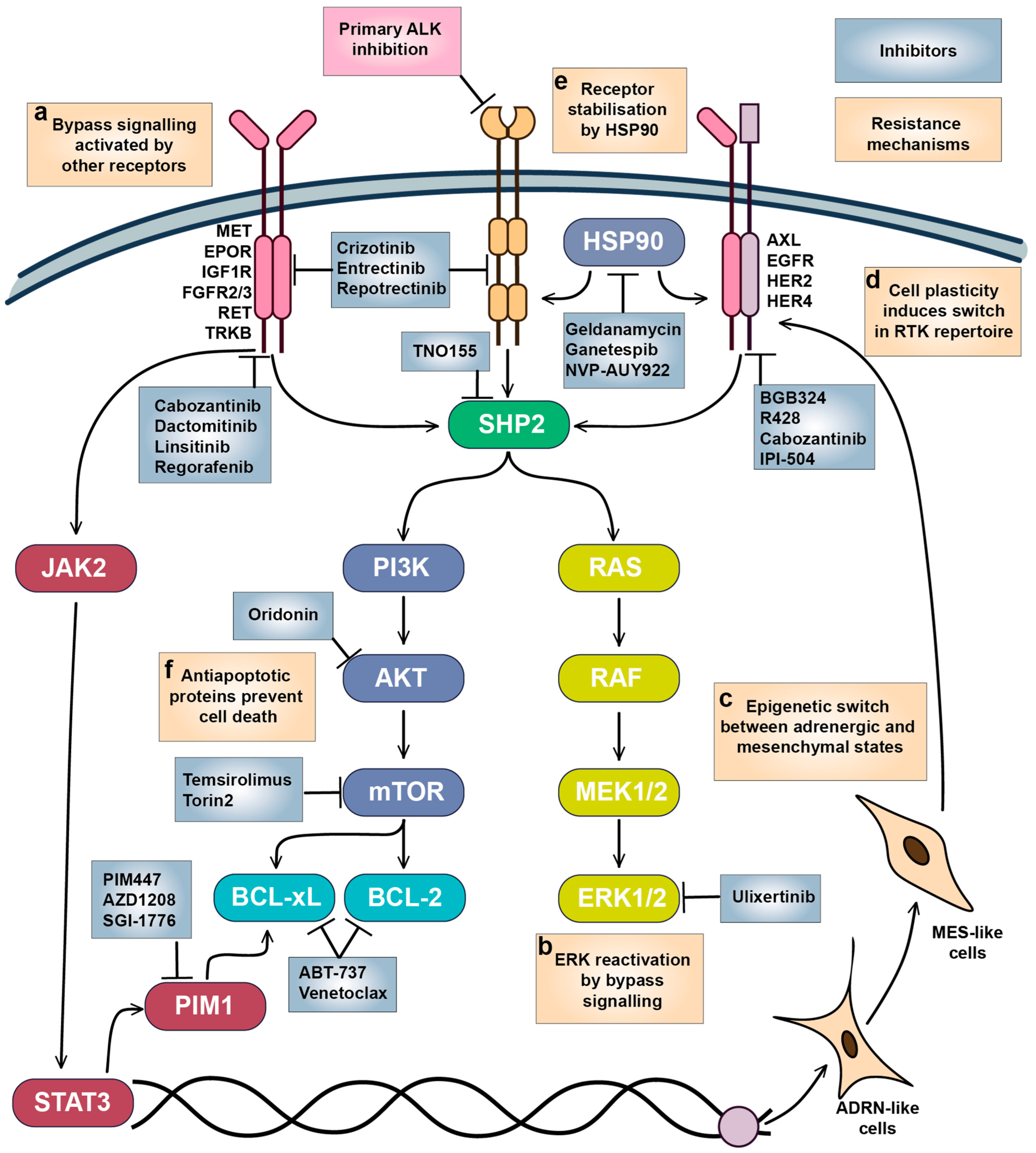 Cells 15 00004 g005 Cells 15 00004 g005