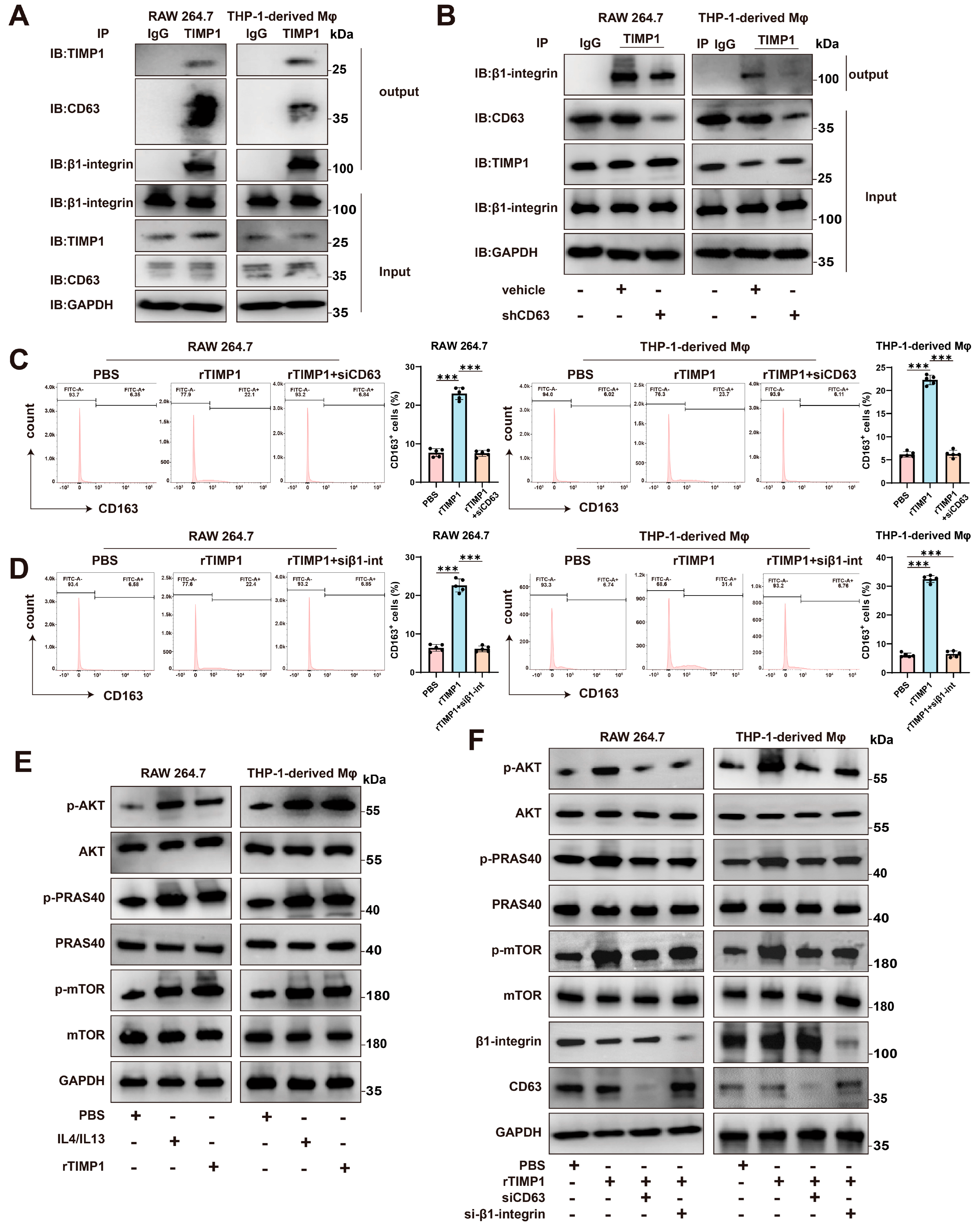 Cells 15 00029 g006 Cells 15 00029 g006