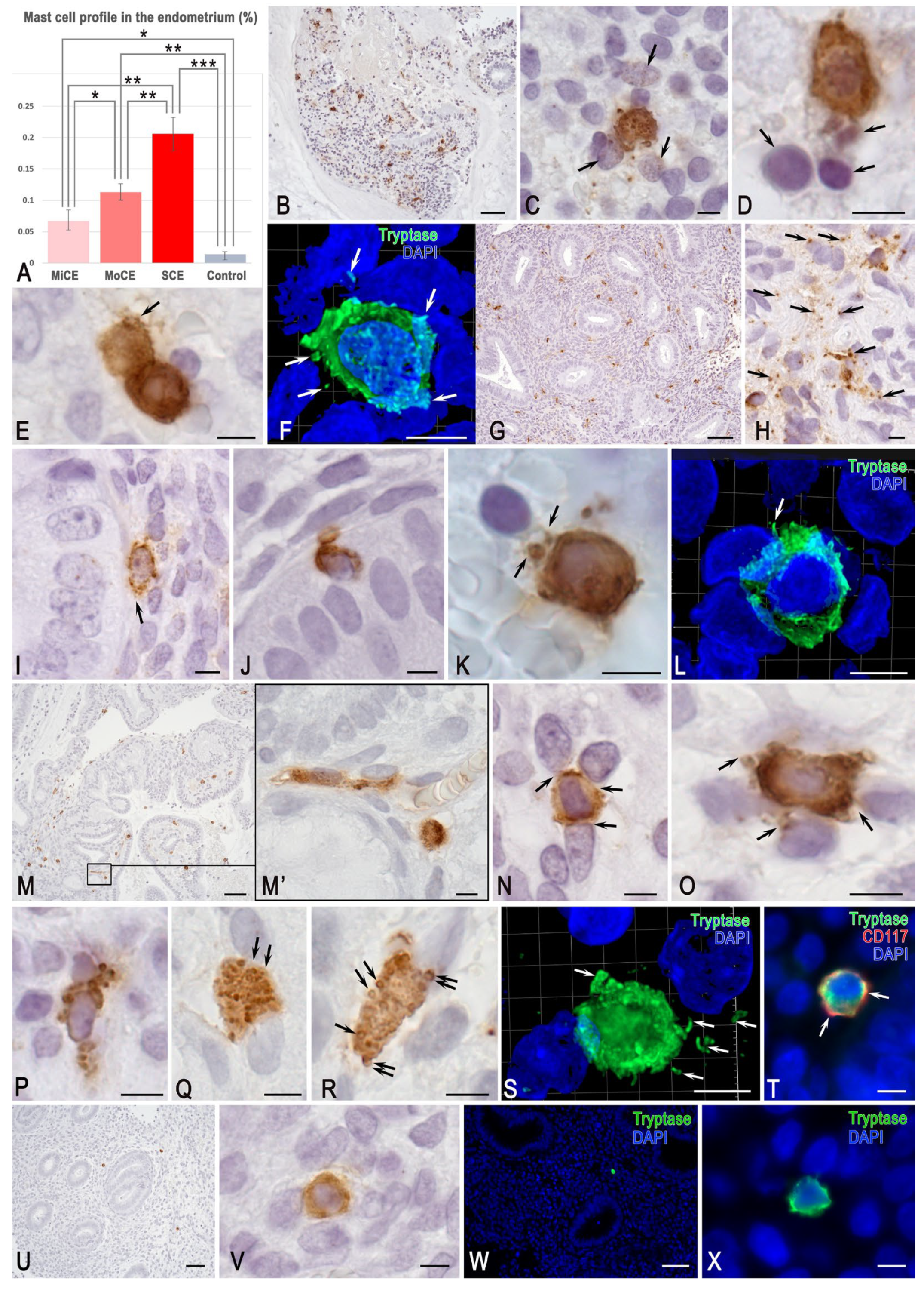 Cells 15 00038 g001 Cells 15 00038 g001