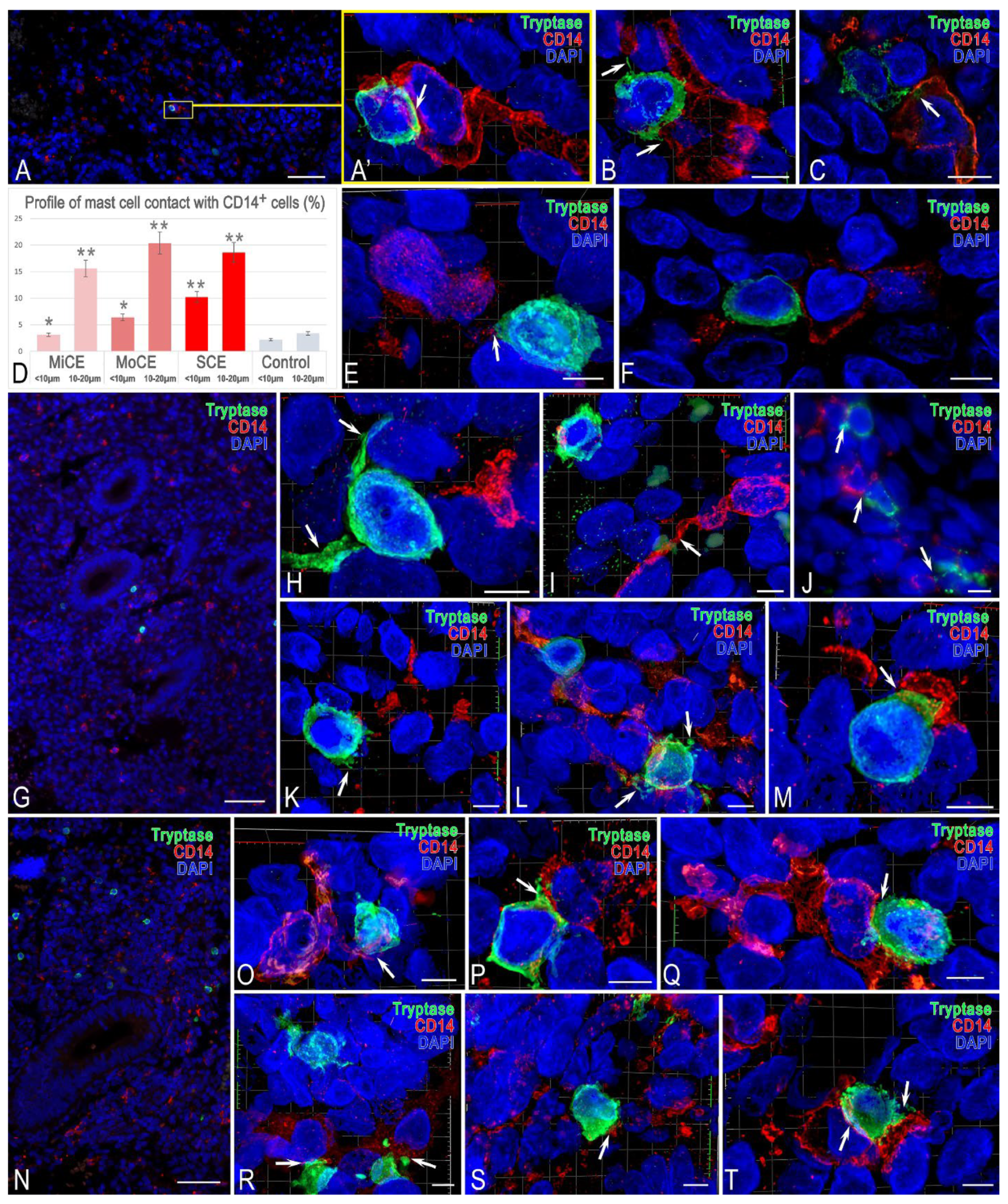 Cells 15 00038 g004 Cells 15 00038 g004