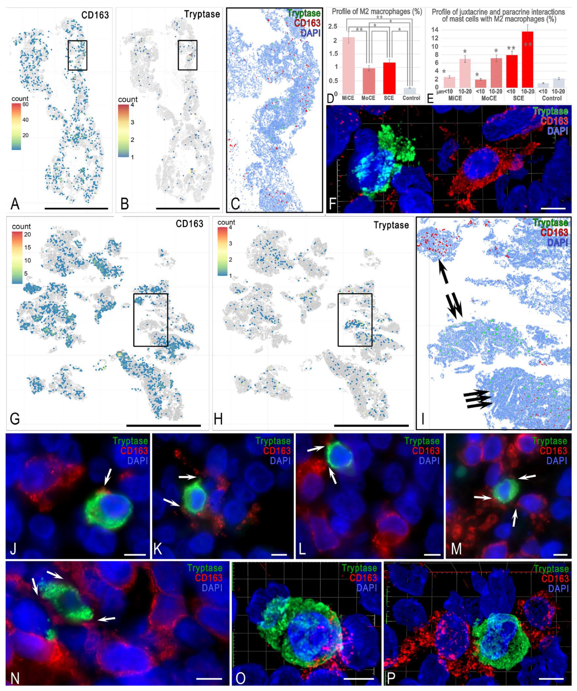Cells 15 00038 g006 Cells 15 00038 g006