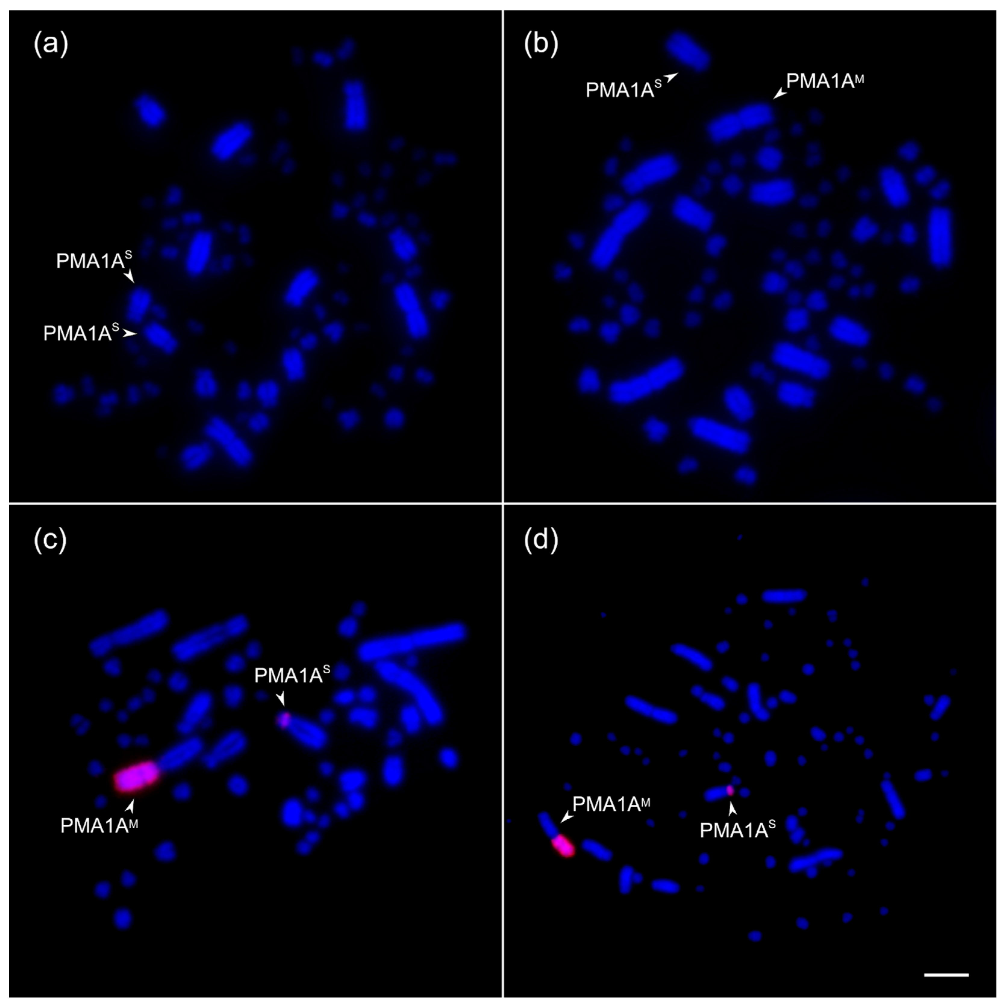 Cells 15 00052 g001 Cells 15 00052 g001