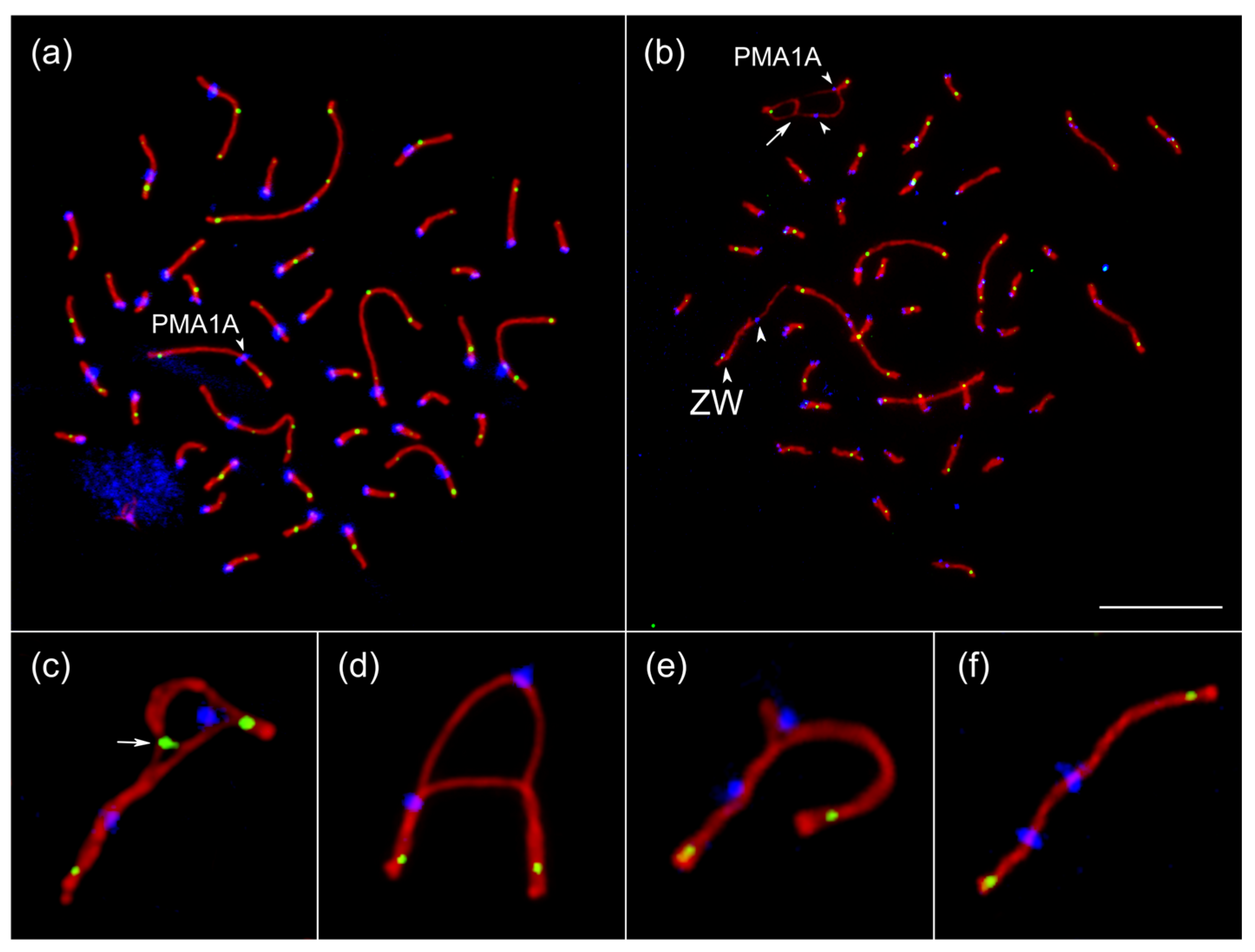 Cells 15 00052 g002 Cells 15 00052 g002
