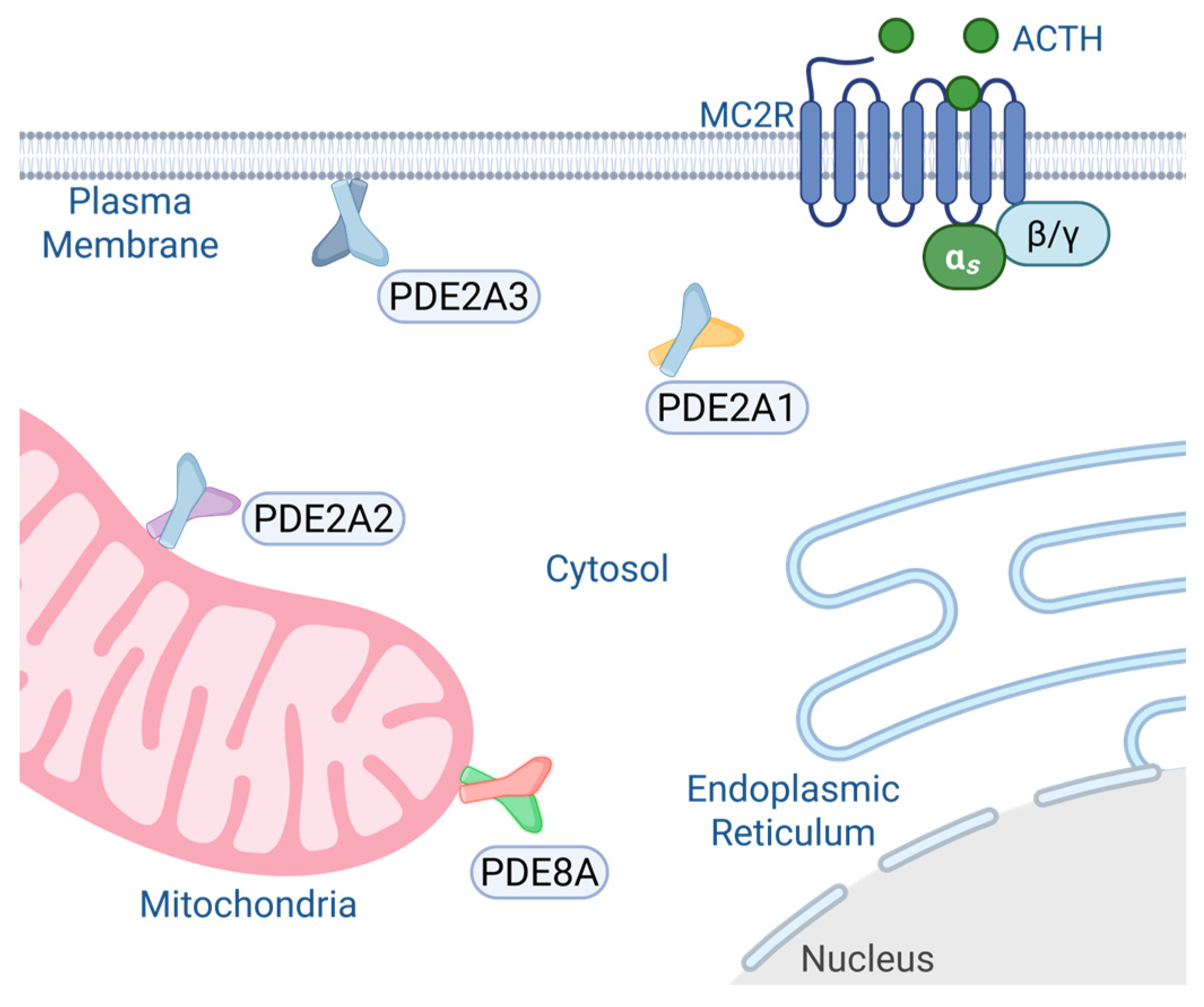 Cells 15 00063 g004 Cells 15 00063 g004