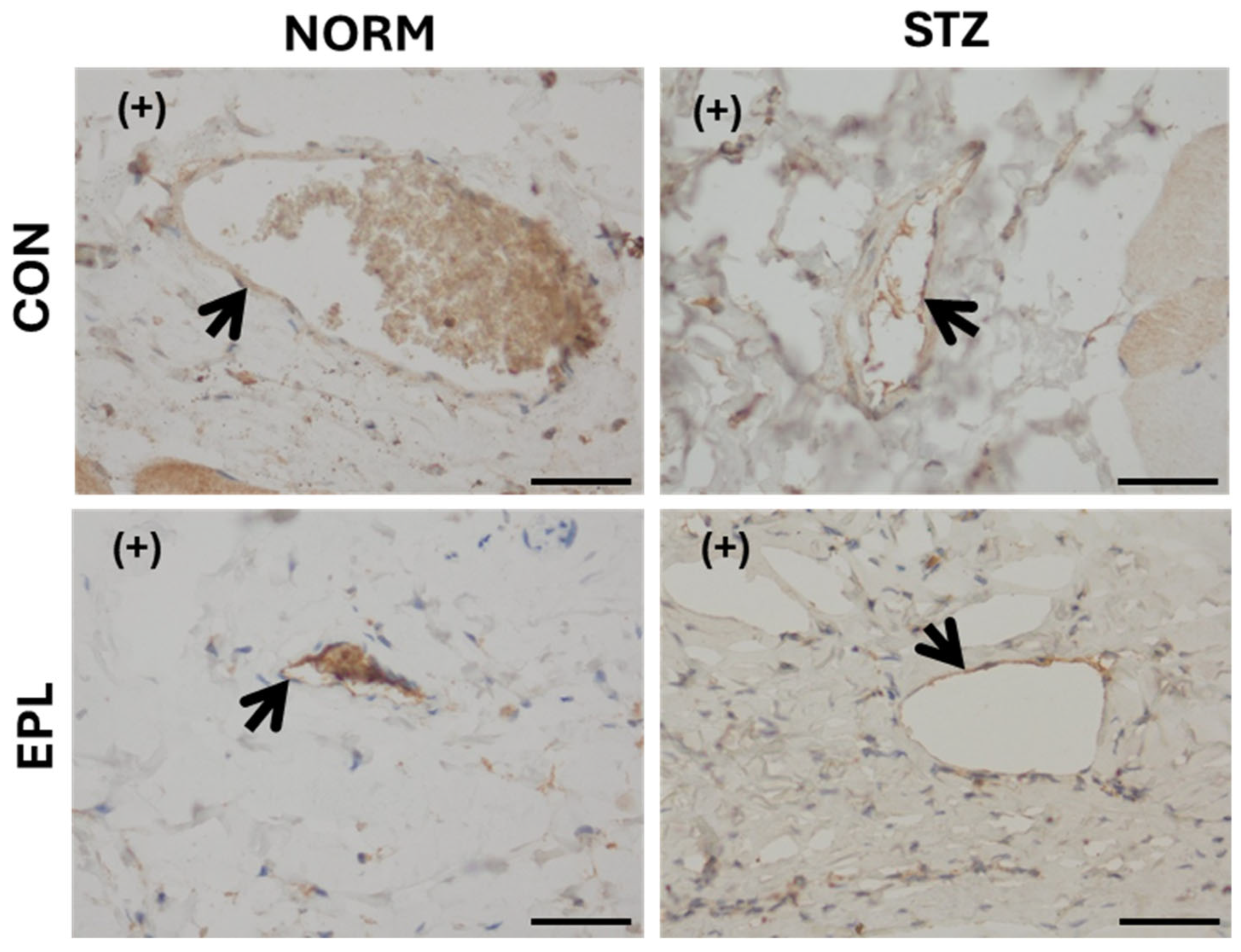Cells 15 00089 g005