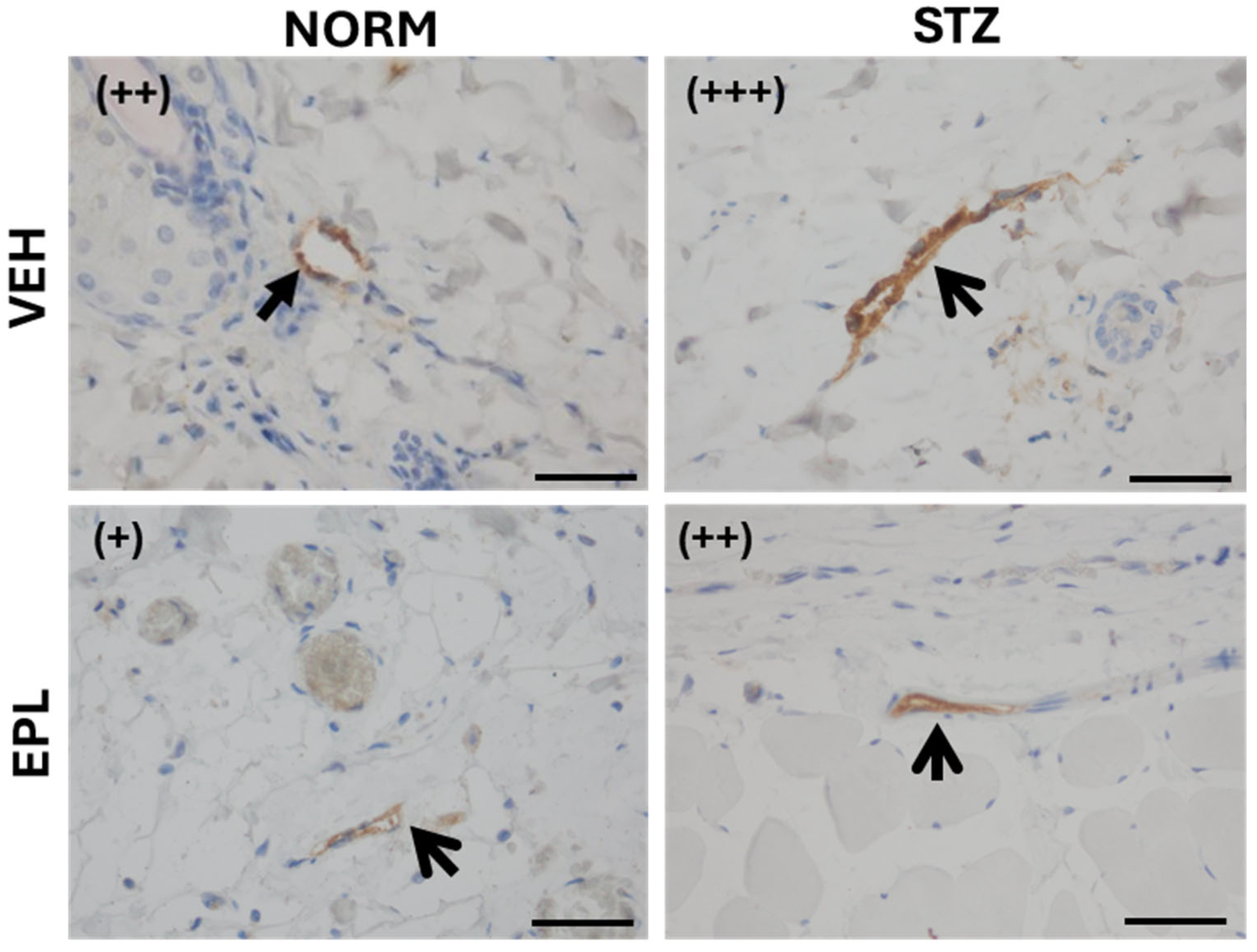 Cells 15 00089 g007