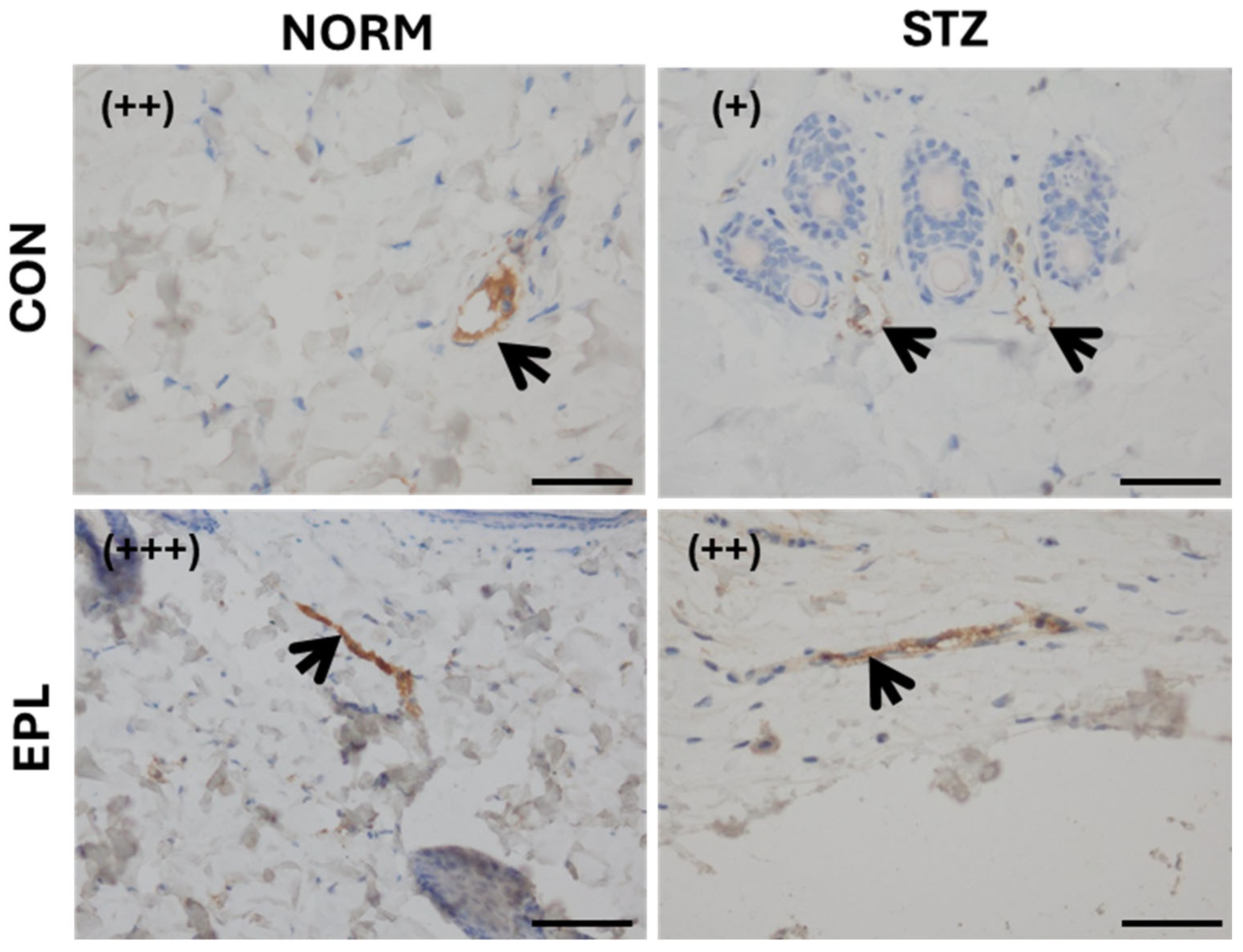 Cells 15 00089 g008