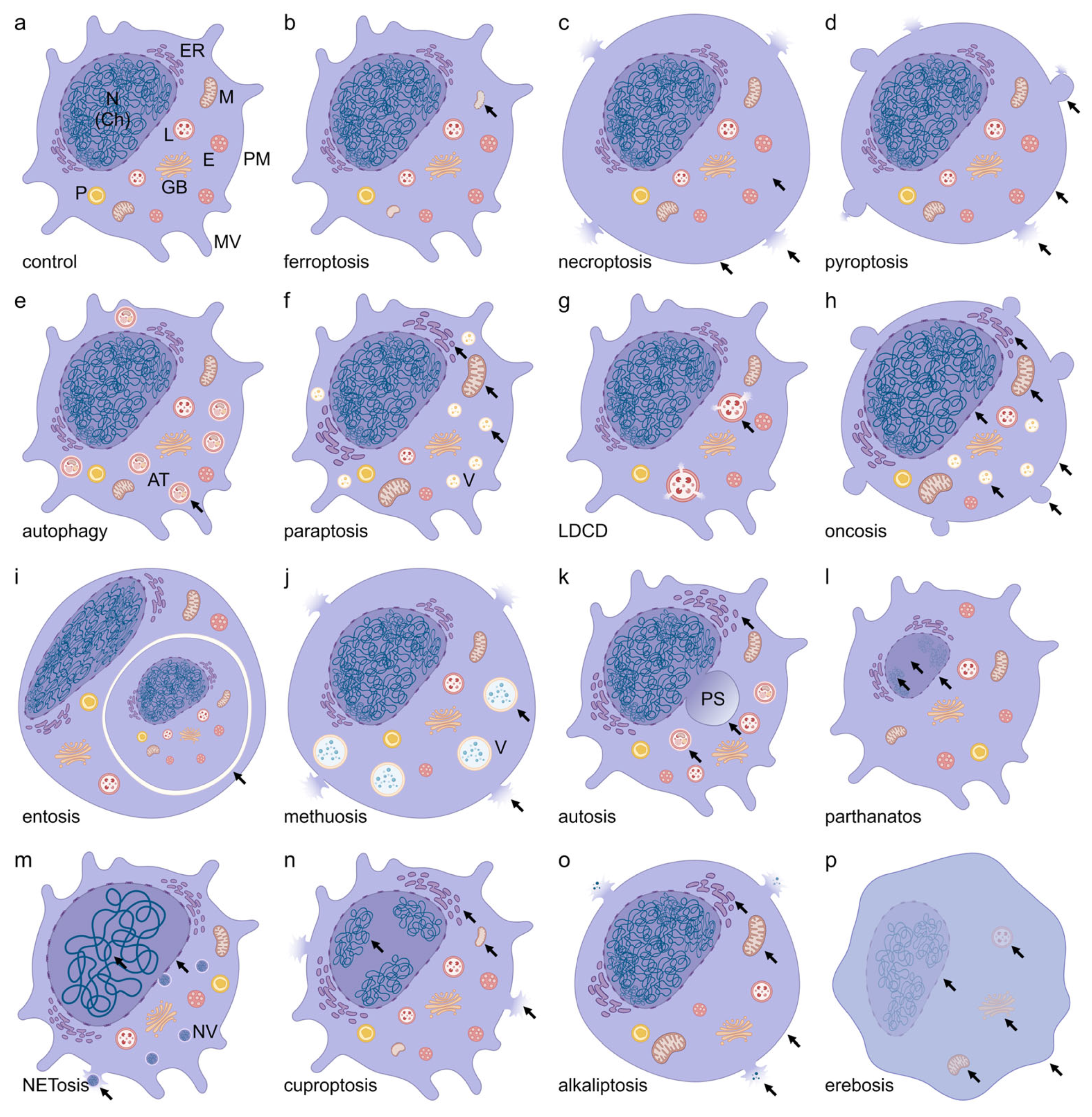 Cells 15 00111 g001