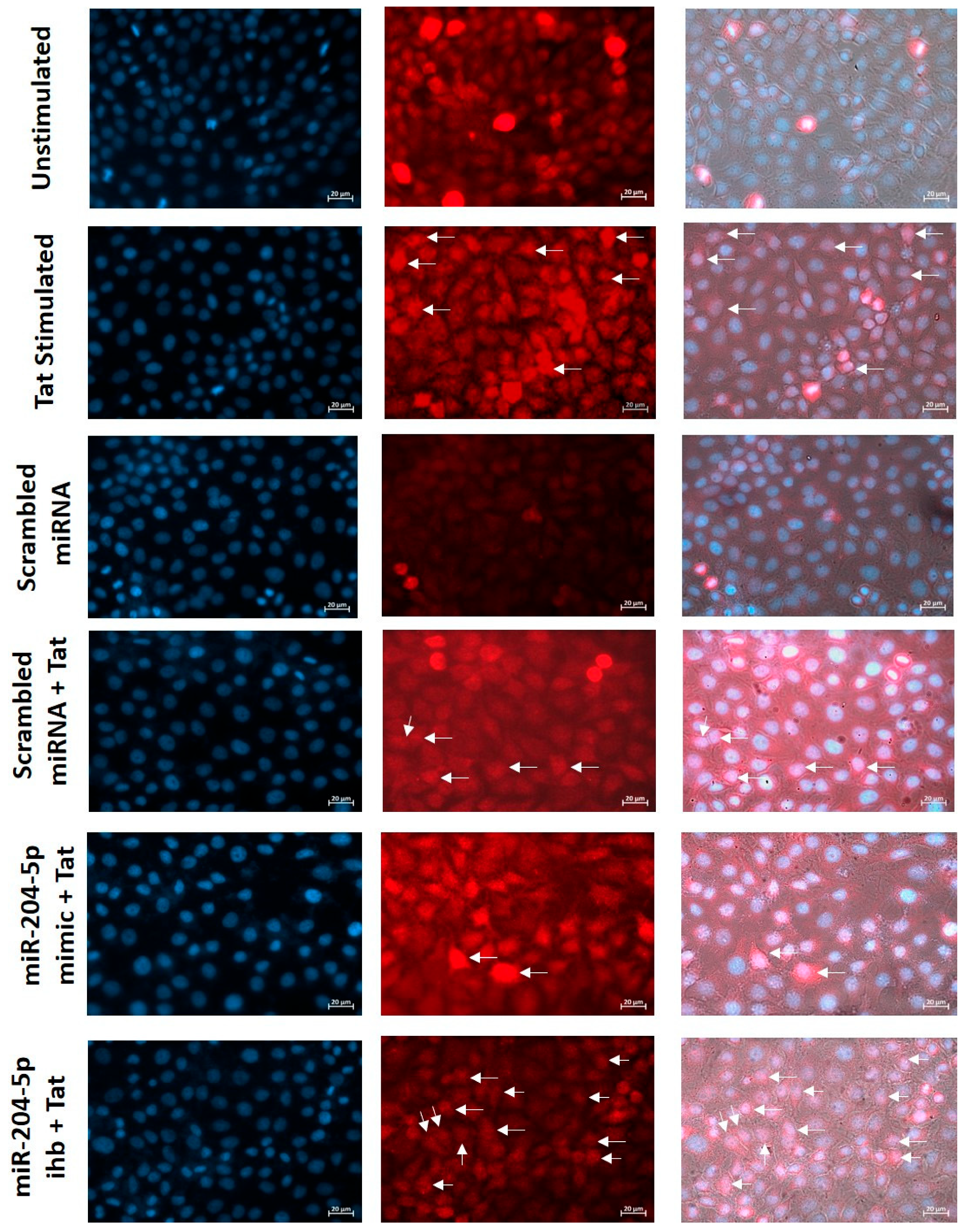 Cells 15 00117 g005 Cells 15 00117 g005