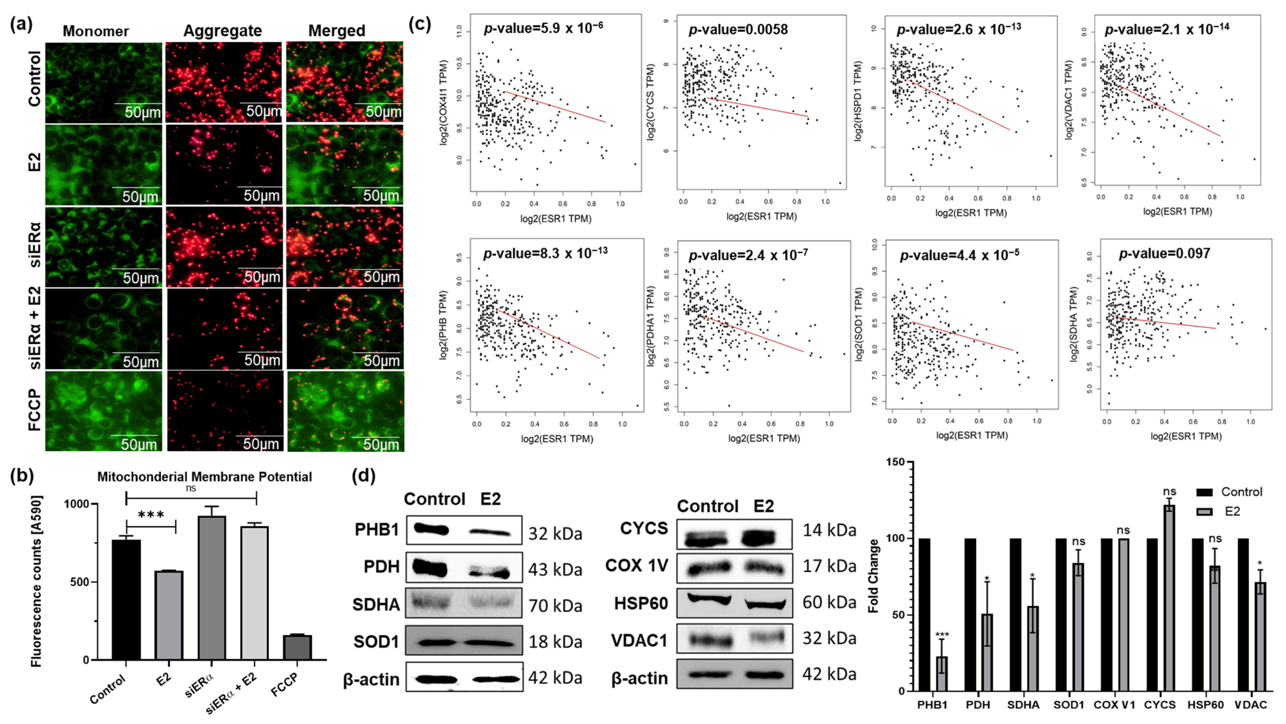 Cells 15 00124 g004 Cells 15 00124 g004