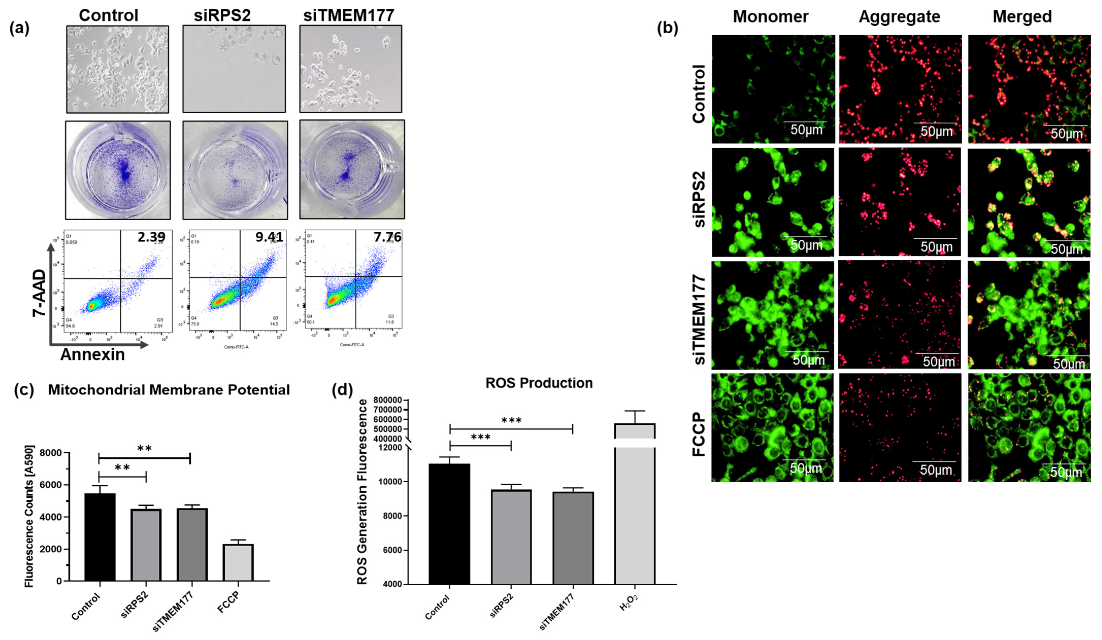 Cells 15 00124 g006 Cells 15 00124 g006