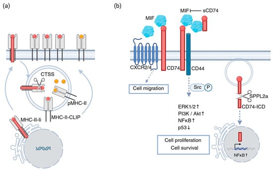 Multifaceted roles of CD74 in cancer. (a) CD74/Ii chaperones MHC-II molecules from the ER to endo/lysosomal compartments, where Ii is degraded to CLIP, which is then exchanged for antigenic peptides for CD4+ T cell presentation; tumors can suppress this process by increasing CLIP retention; (b) CD74 also functions as a receptor for MIF, forming a complex with CD44 to activate cell survival and proliferation pathways. A soluble form of CD74 can inhibit MIF-CD74 signaling and induce apoptosis. SPPL2a-mediated cleavage releases the CD74 intracellular domain (CD74-ICD), further promoting cell survival signaling. CD74 can also associate with CXCR2/4 to induce migration-related pathways. Created in BioRender. Bandola-Simon, J. (2026) https://BioRender.com/bg3ba5g (accessed on 5 January 2026).