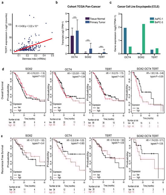 Clinical and transcriptomic relevance of SOX2, OCT4, and TERT in pancreatic cancer. (a) Correlation between TERT expression (log2 counts) and stemness index (mRNAsi) across pancreatic tumors (Pearson’s r = 0.438, p = 3.22 × 10−9). (b) Differential expression of SOX2, OCT4, and TERT in the TCGA pan-cancer cohort comparing primary tumors with matched normal tissues (log2 TPM + 1). Data are presented as the mean ± SD *** p < 0.001 Student’s t-test. (c) Expression of SOX2, OCT4, and TERT in pancreatic cancer cell lines AsPC-1 and BxPC-3 from the CCLE database (log2 TPM + 1). (d) Kaplan–Meier overall survival (OS) analysis of patients with PDAC stratified by low (black) versus high (red) expression of SOX2, OCT4, TERT, or the combined SOX2/OCT4/TERT signature. Hazard ratios (HR), 95% confidence intervals (CI), and log-rank p-values are shown. (e) Kaplan–Meier recurrence-free survival (RFS) analysis for the same gene sets as in (d). Hazard ratios (HR), 95% confidence intervals (CIs), log-rank p-values, and numbers at risk are shown in each panel.