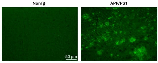 18-month-old APP/PS1 mice have widespread Aβ deposits. Representative cortical sections stained with an Aβ42-specific antibody show Aβ plaques of different sizes spread throughout the cortex of APP/PS1 mice. No plaques were evident in age-matched NonTg mice.