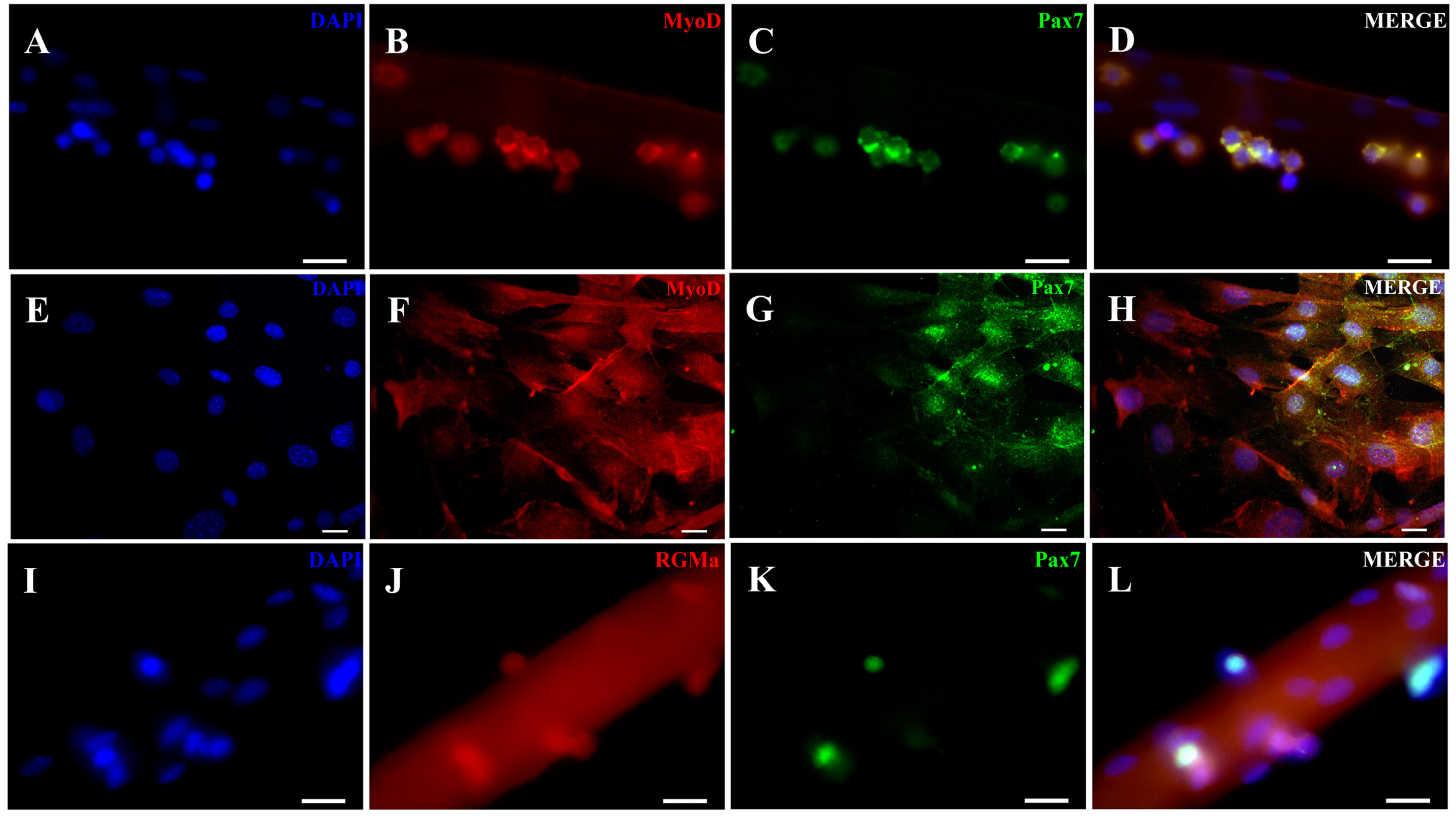 Cells 15 00161 g001 Cells 15 00161 g001