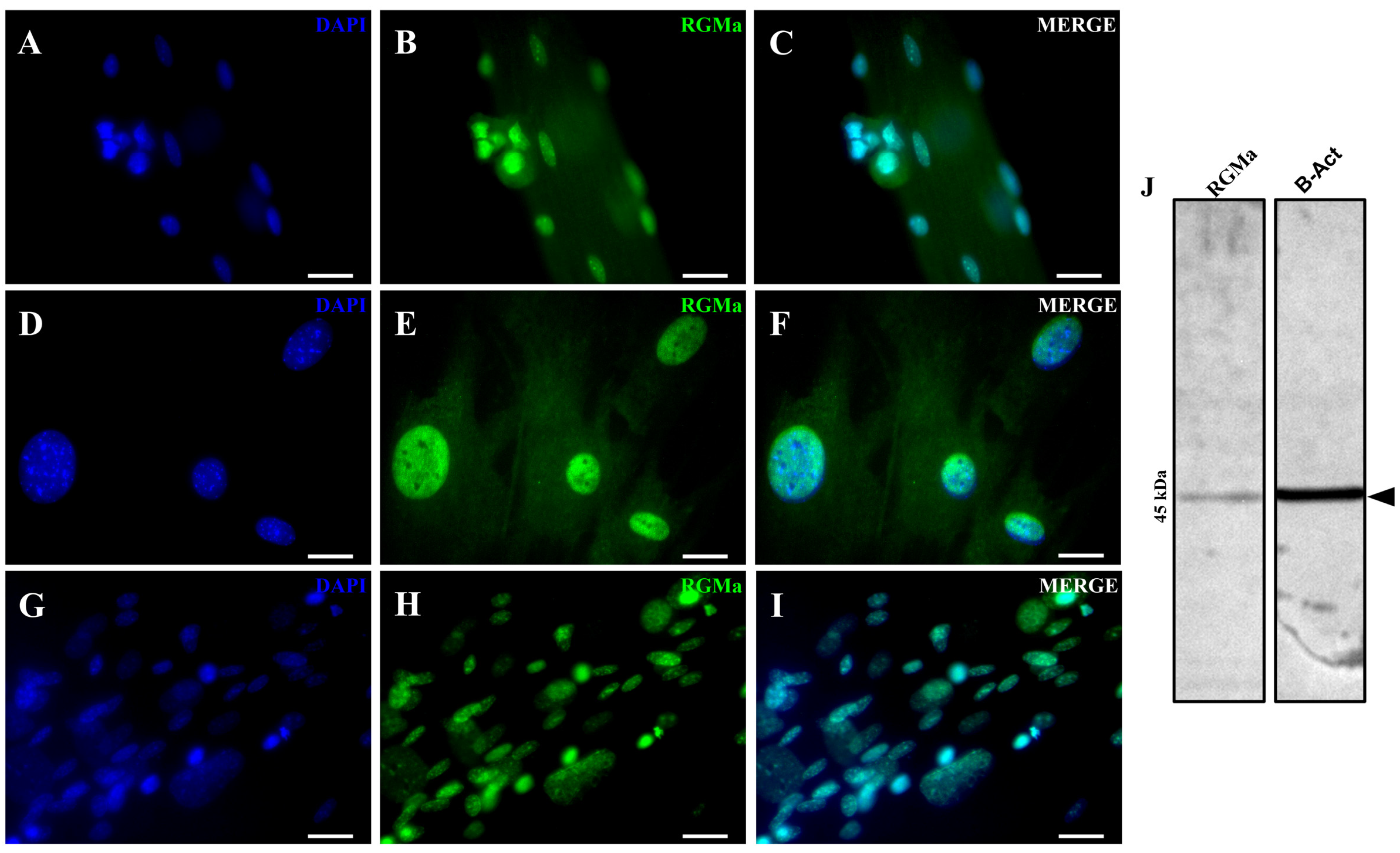 Cells 15 00161 g002 Cells 15 00161 g002