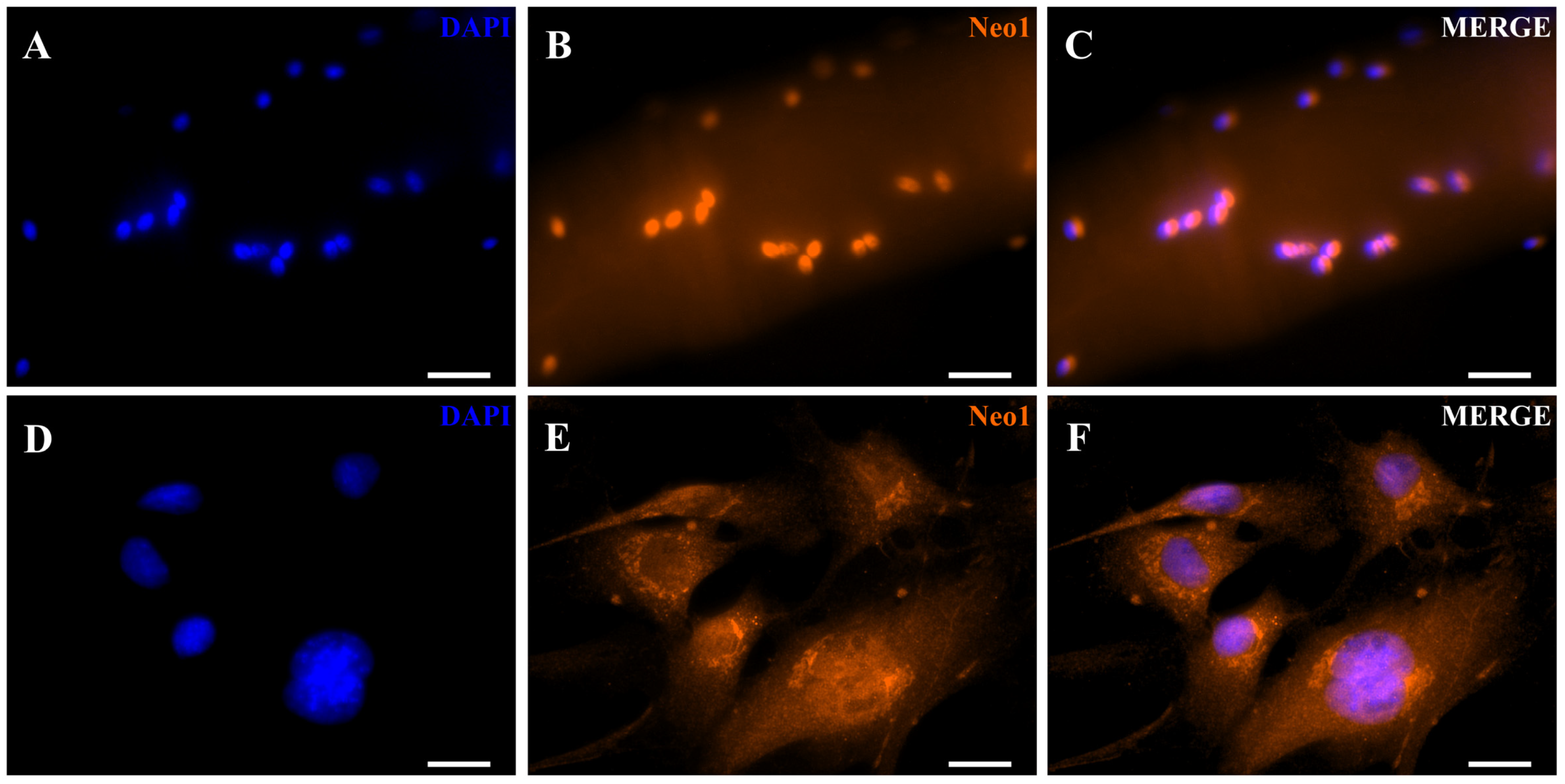Cells 15 00161 g003 Cells 15 00161 g003