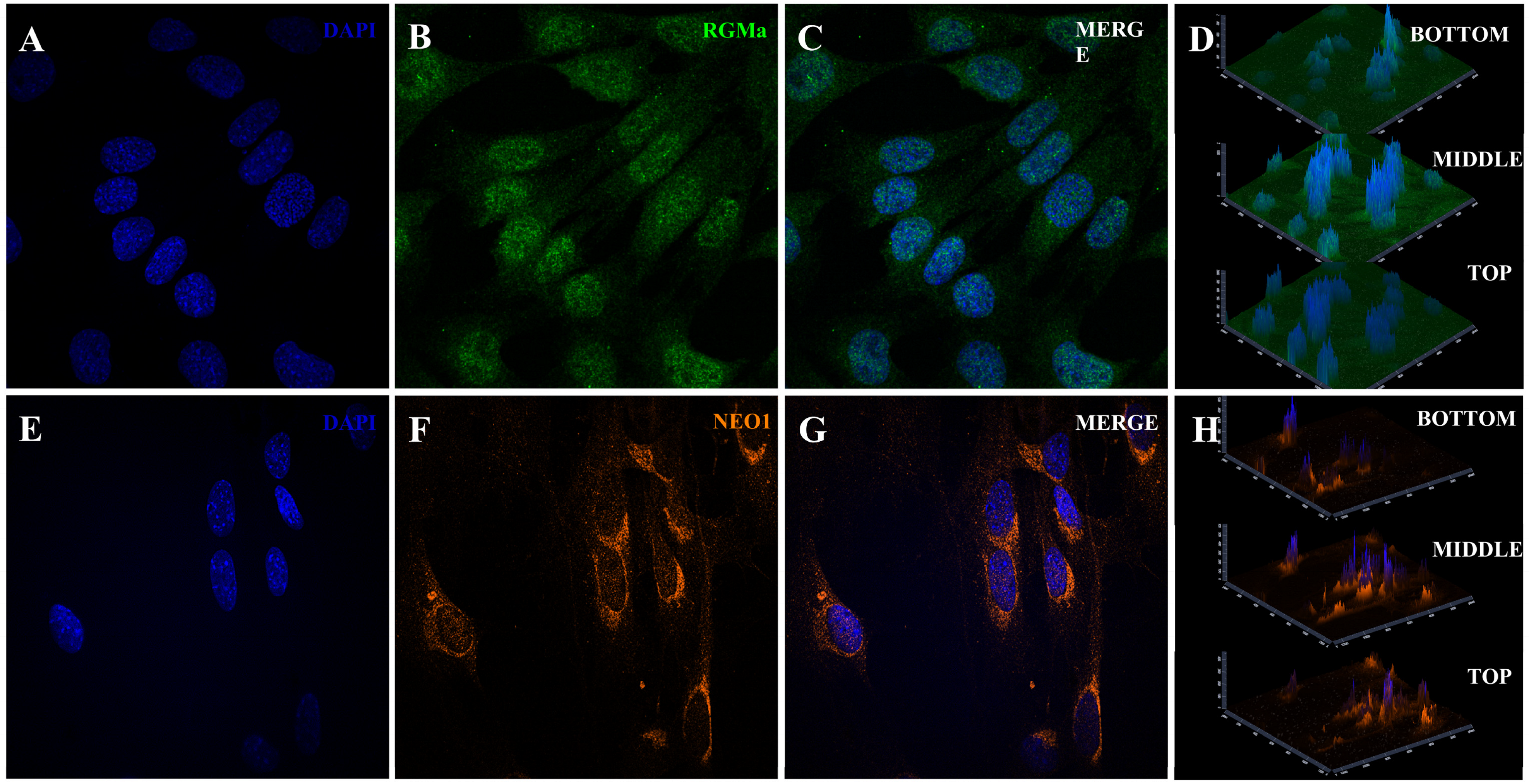 Cells 15 00161 g004 Cells 15 00161 g004