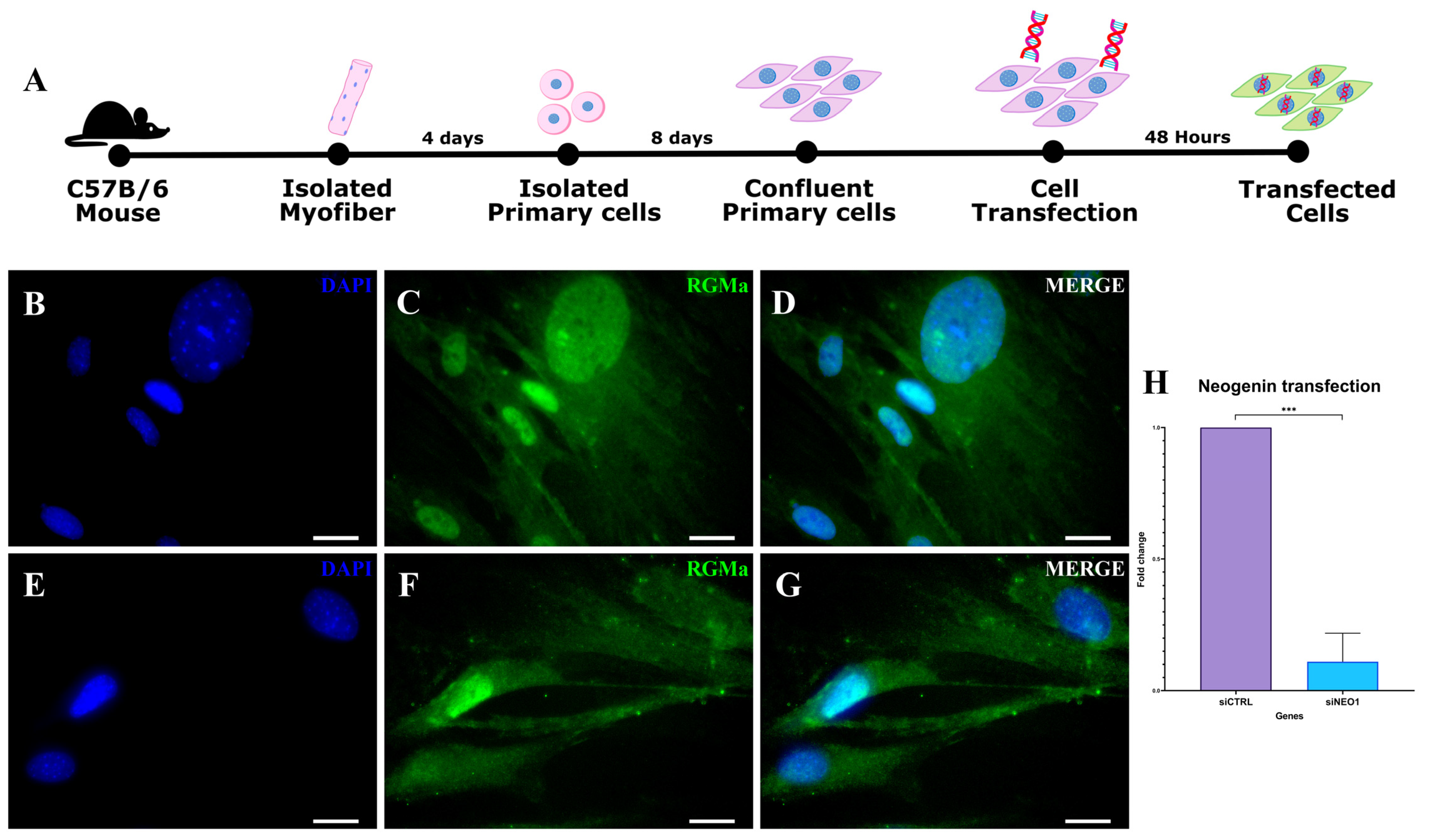 Cells 15 00161 g005 Cells 15 00161 g005