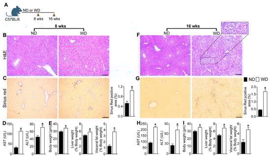 WD-feeding promotes MASLD progression in WT mice. (A) Schematic of study design. Six-week-old C57BL/6 J (WT) mice were fed Western diet (WD) or normal diet (ND) for 8 and 16 weeks. Representative photomicrographs of Hematoxylin and Eosin (H&amp;E)- and Sirius red-stained liver tissue sections and quantitative analysis of Sirius red-stained liver tissue sections at (B,C) eight weeks and (F,G) sixteen weeks. Scale: 20 um. Serum AST and ALT levels at (D) eight weeks and (H) sixteen weeks. Body weight and liver and visceral fat weight expressed as percentage of body weight at (E) eight weeks and (I) sixteen weeks. Data are representative of 3 independent experiments (n = 5–8 mice per group). In the bar graphs, black bars represent ND-fed animals and white bars represent WD-fed animals; data are shown as mean ± SEM. Asterisks indicate significant differences (p < 0.05) between ND- and WD-fed mice.