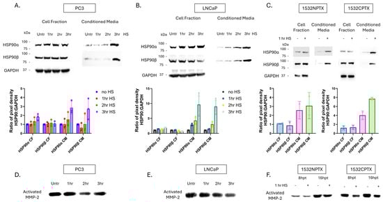 Stress-induced protein changes in PCa cells lead to increased eHSP90 and decreased MMP-2 activity. (A–C) Stress-induced heat shock protein 90 (HSP90) expression and secretion in established metastatic prostate cancer (PCa) (PC3, LNCaP) and paired primary (1532NPTX and 1532CPTX) cells. Cells were heat shocked (HS, 43 °C) for indicated times and then placed in serum-free media (SFM). Cell fractions and conditioned media were collected and analyzed 24 h (hour) post-heat shock in PC3 and LNCaP and 8 h post-heat shock for primary cells (n = 2–3). Western blot quantifications were calculated by the ratio of HSP90:GAPDH pixel density for each time point. HS samples were normalized to untreated controls. (D–F) Matrix metalloproteinase-2 (MMP-2) activity in conditioned media (CM) from PC3, LNCaP, and 1532NPTX and 1532CTPX cells, as indicated by gelatin zymography, n = 3. CM was collected and analyzed 24 h post-stress in PC3 and LNCaP and 8 h and 16 h post-stress for primary cells (n = 2–3). Images are inverted. Bands are indicative of gelatin degradation due to MMP-2 activity.
