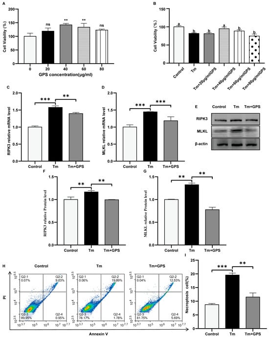 Ginseng polysaccharides inhibit Tm-induced necroptosis in ovarian GCs. (A) Viability of ovarian GCs after 24 h treatment with GPS. (B) Influence of varying GPS pretreatment doses on the survival of granulosa cells subjected to Tm exposure (5 μg/mL). (C,D) mRNA levels of necroptosis-related markers. (E–G) Expression levels of necroptosis-associated proteins. (H,I) Flow cytometric analysis of the proportion of necroptotic cells (upper-right quadrant). Data are mean ± SD. n = 5 independent experiments. One-way ANOVA followed by Tukey’s test. Different lowercase letters represent significant differences between groups (p < 0.05). ns p > 0.05; ** p < 0.01; *** p < 0.001.