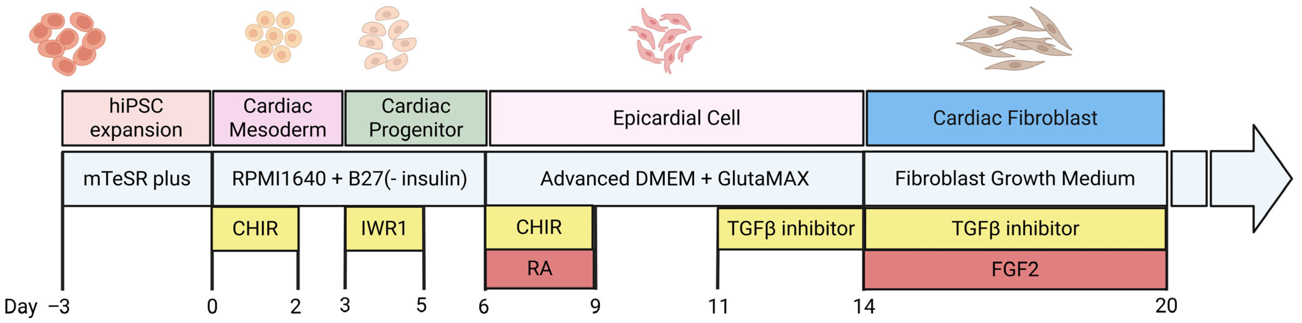 Cells 15 00187 g002 Cells 15 00187 g002